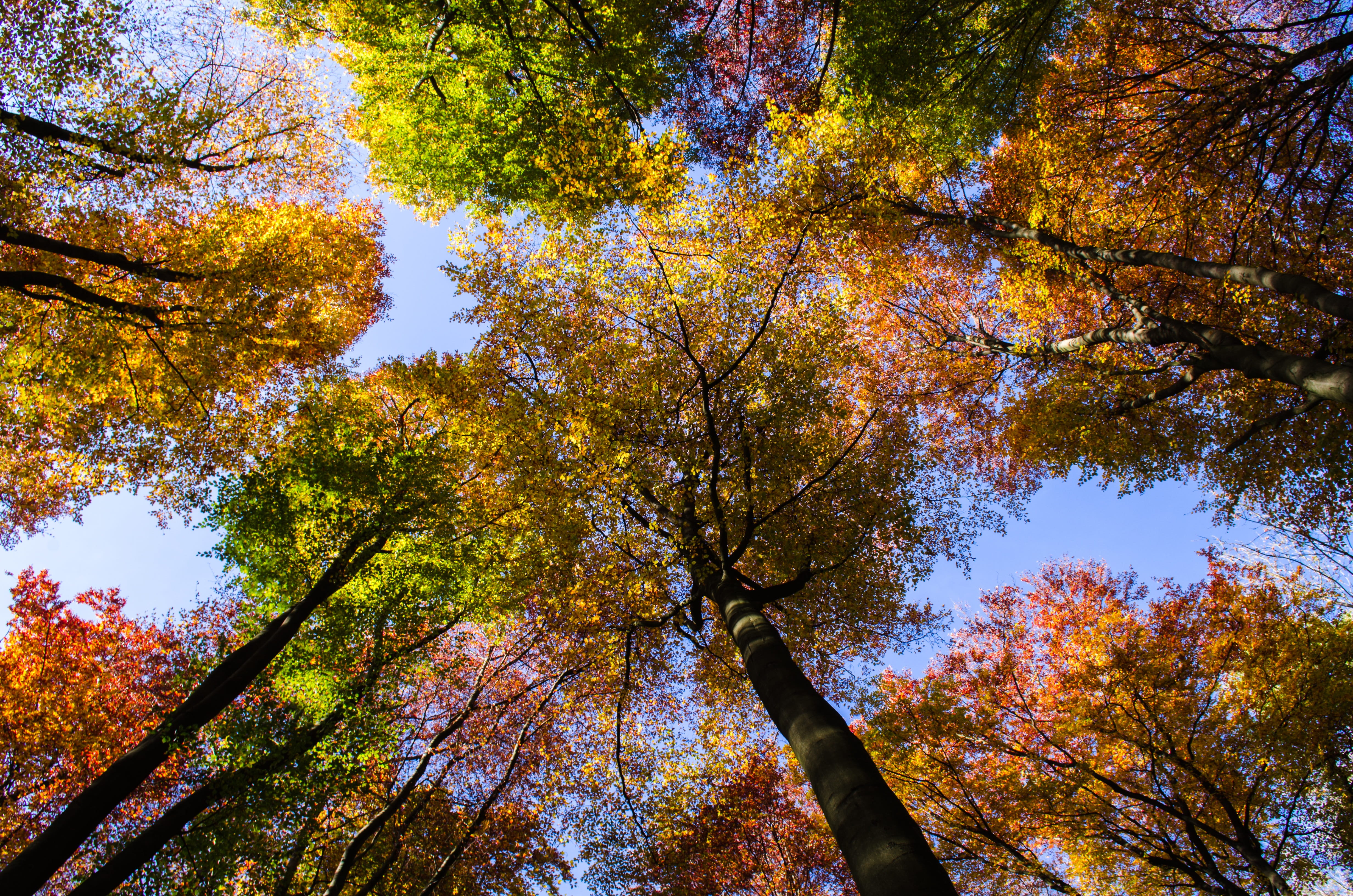trees, fall, nature, tranquility, plant, tree canopy, looking up, growth, yellow, land, directly below, forest, leaves, autumn colours, mood, tree, scenics - nature, HD Wallpaper