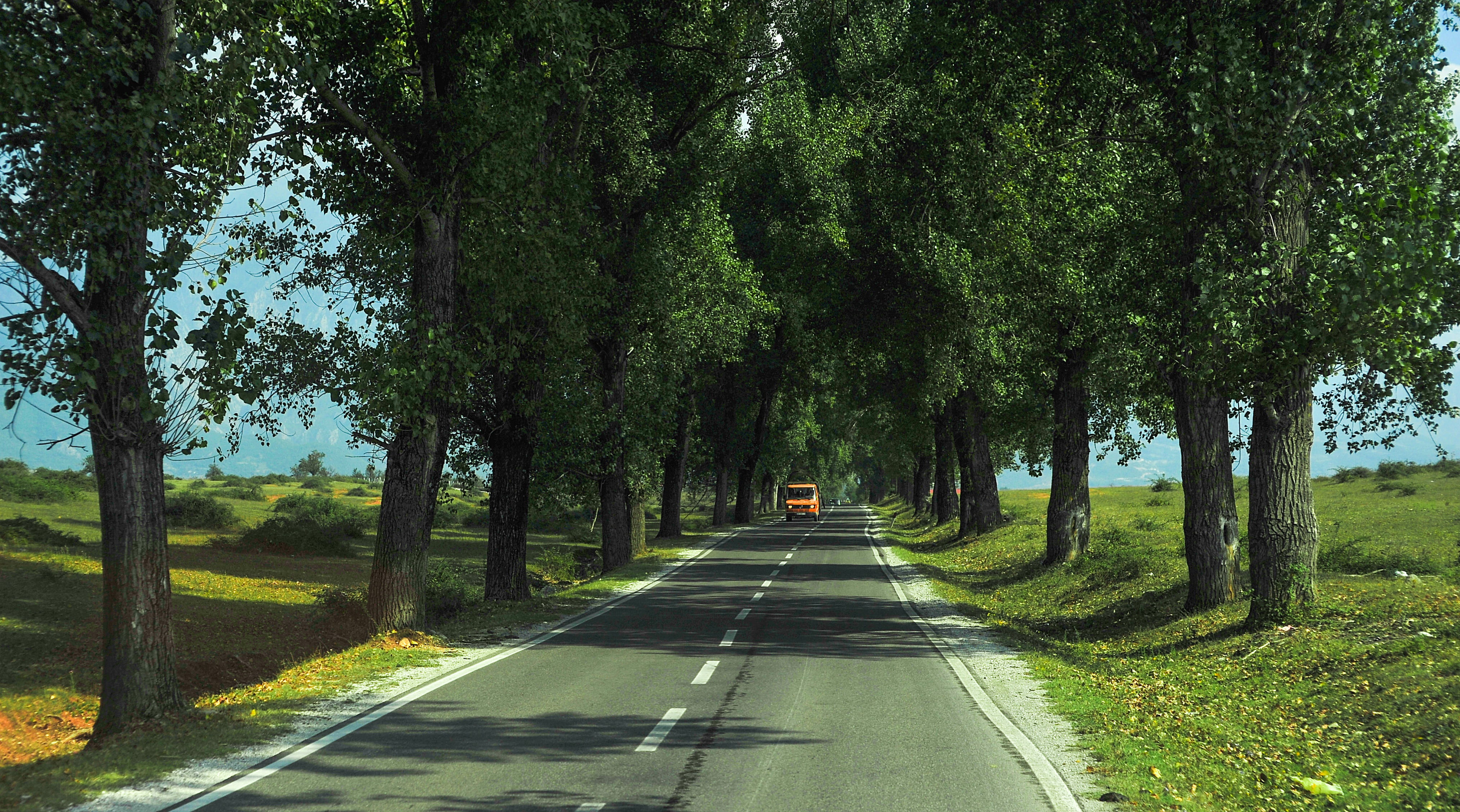 tress, sunlight, transportation, trees, no people, green color, spring, outdoor, daytime, forest, morning, diminishing perspective, sign, kosovo, tree trunk, HD Wallpaper