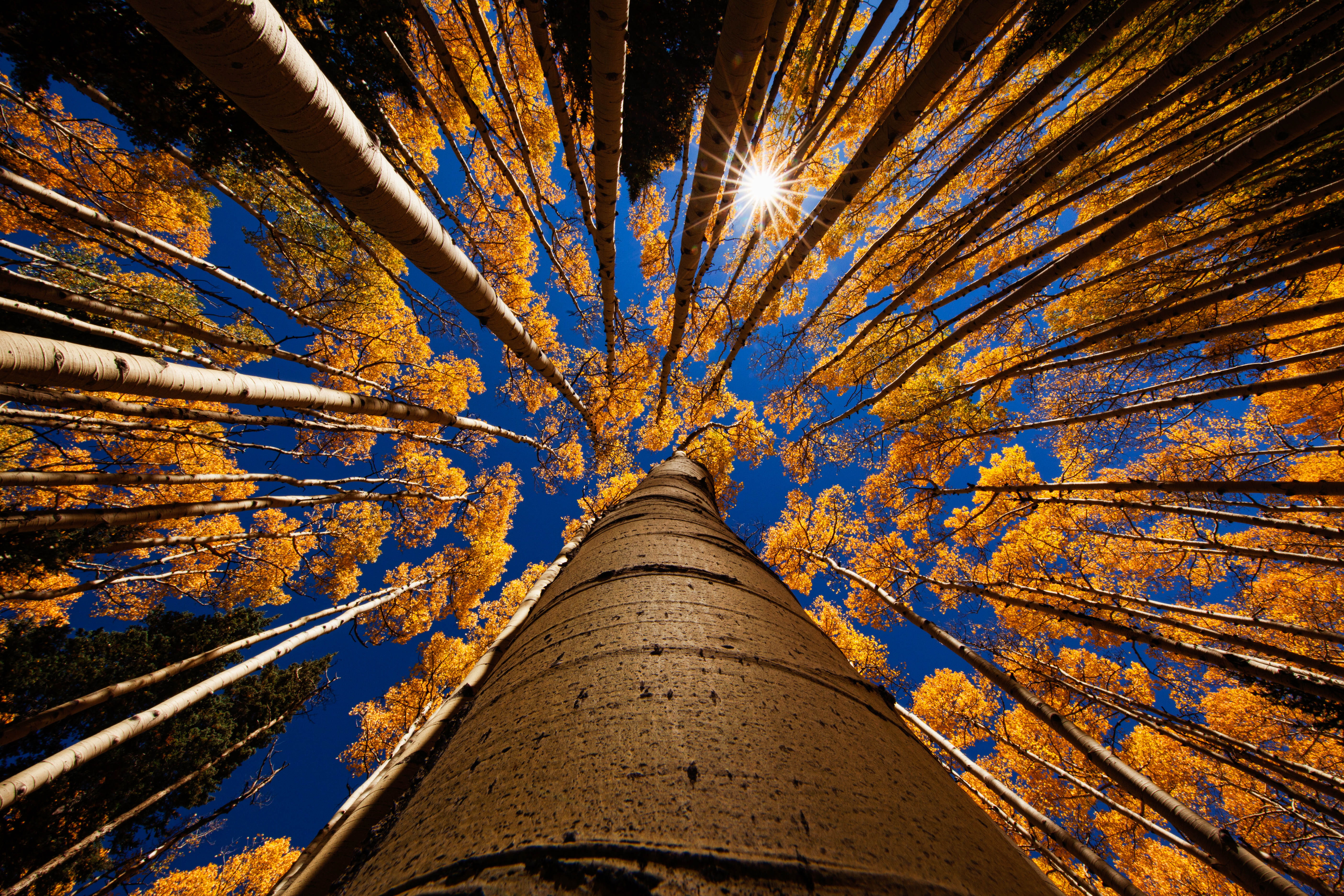 blue, no people, tall, fall, blue sky, plant, brown, high, building exterior, tower, built structure, treetop, trunk, backgrounds, 5K, nature, low angle view, HD Wallpaper