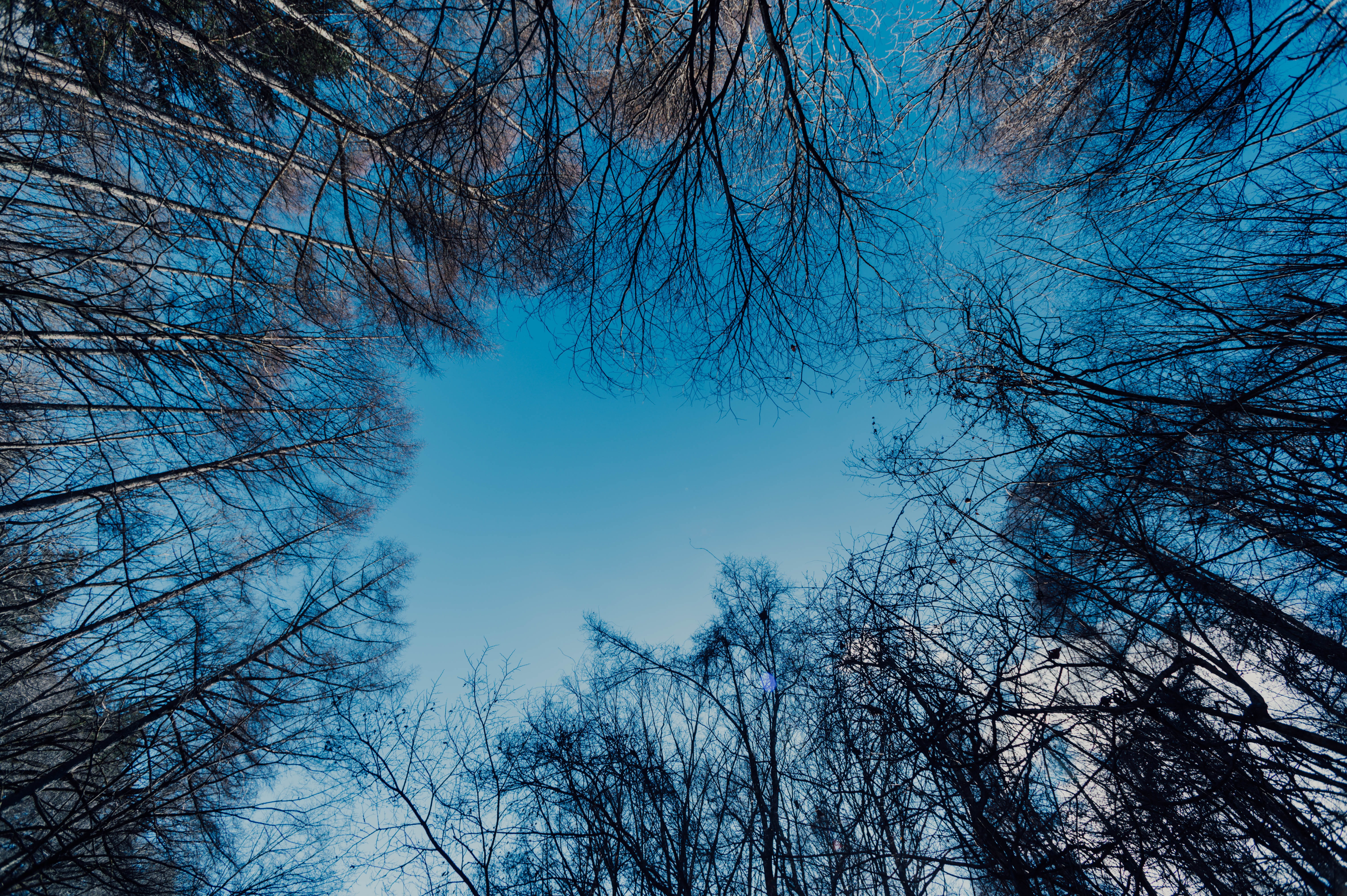 tree trunk, scenery, directly below, angle, bare tree, weather, abies, daytime, brown, low angle view, land, day, beauty in nature, treetop, sky, clear sky, HD Wallpaper