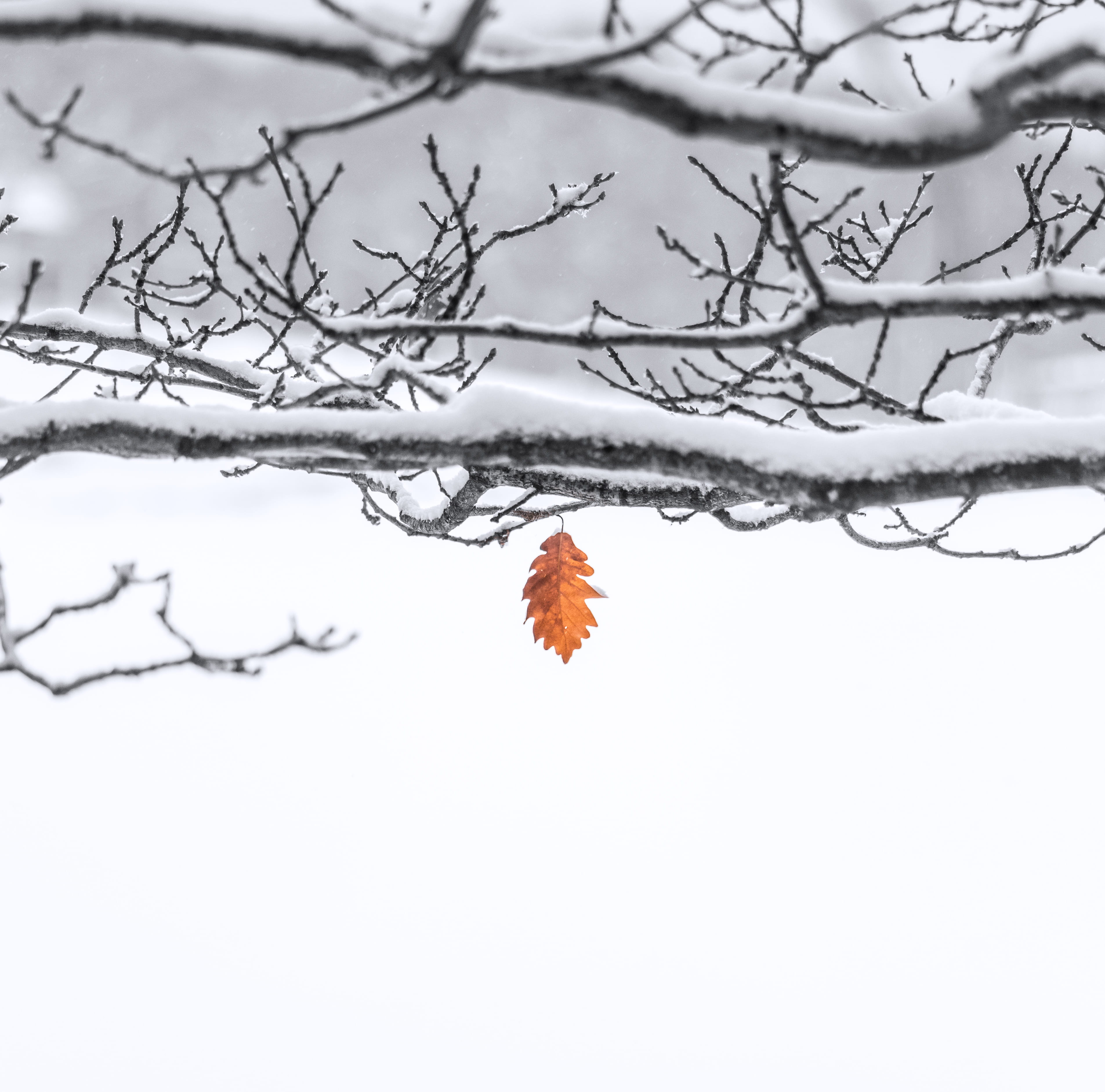 frost, beauty in nature, focus on foreground, covering, january, snow, plant, sky, white color, cold, cold temperature, fragility, change, day, tree, covered, HD Wallpaper