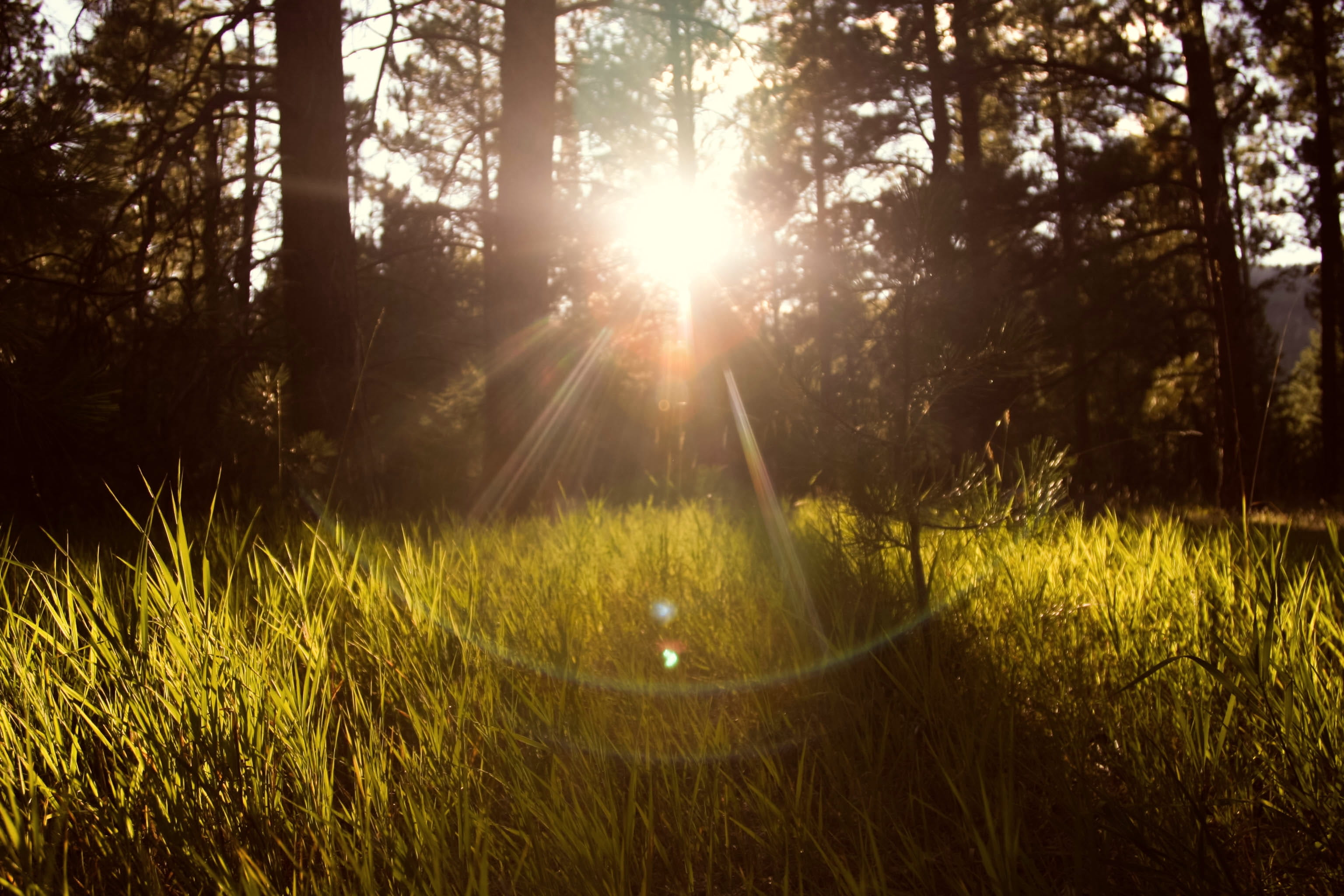 lens flare, surrounded, sunbeam, 2K, beauty In Nature, tranquility, green Color, springtime, light - Natural Phenomenon, outdoors, forest, scenics - nature, HD Wallpaper