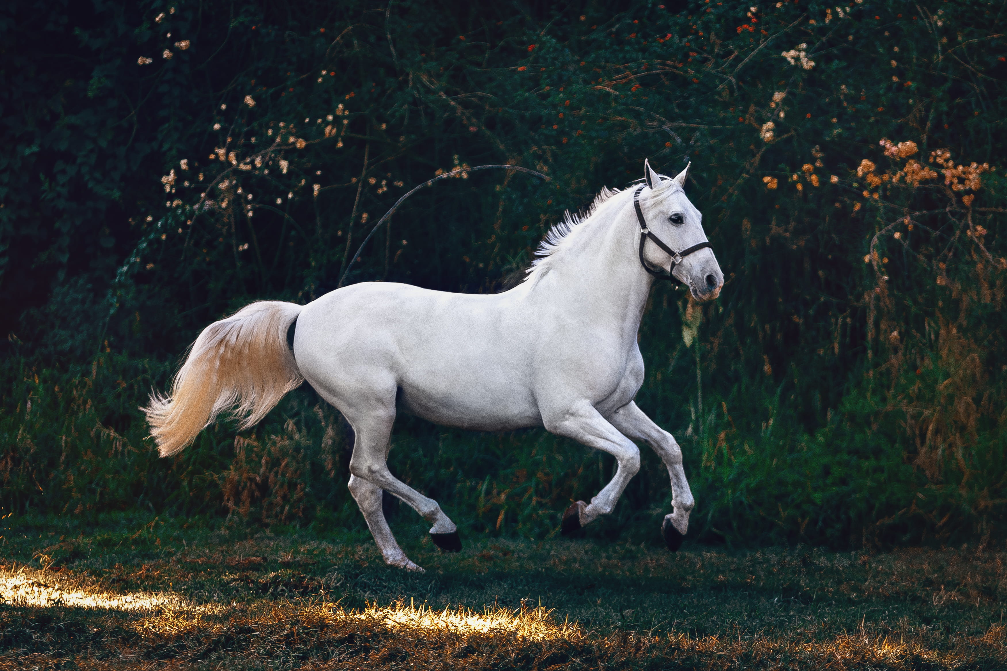 animal themes, tree, white color, blossom, herbivorous, vertebrate, bird, animal wildlife, domestic, ardeidae, aquatic, horse, land, standing, mammal, andalusian horse, HD Wallpaper
