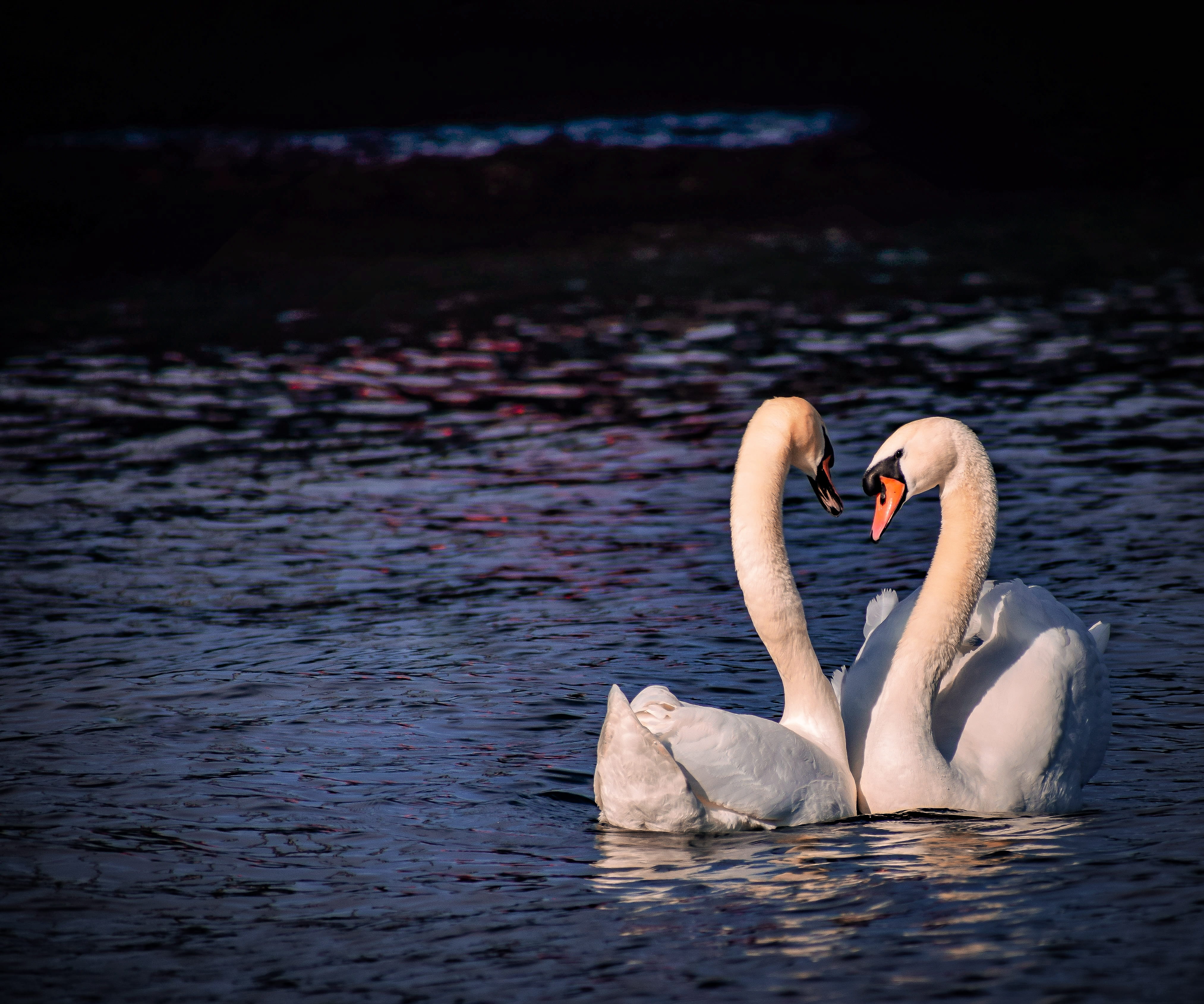 fish, water bird, two animals, egret, coho, ripple, waterfront, bird, black swan, beak, heron, ardeidae, no people, goose, nature, swimming, lake, floating on water, HD Wallpaper