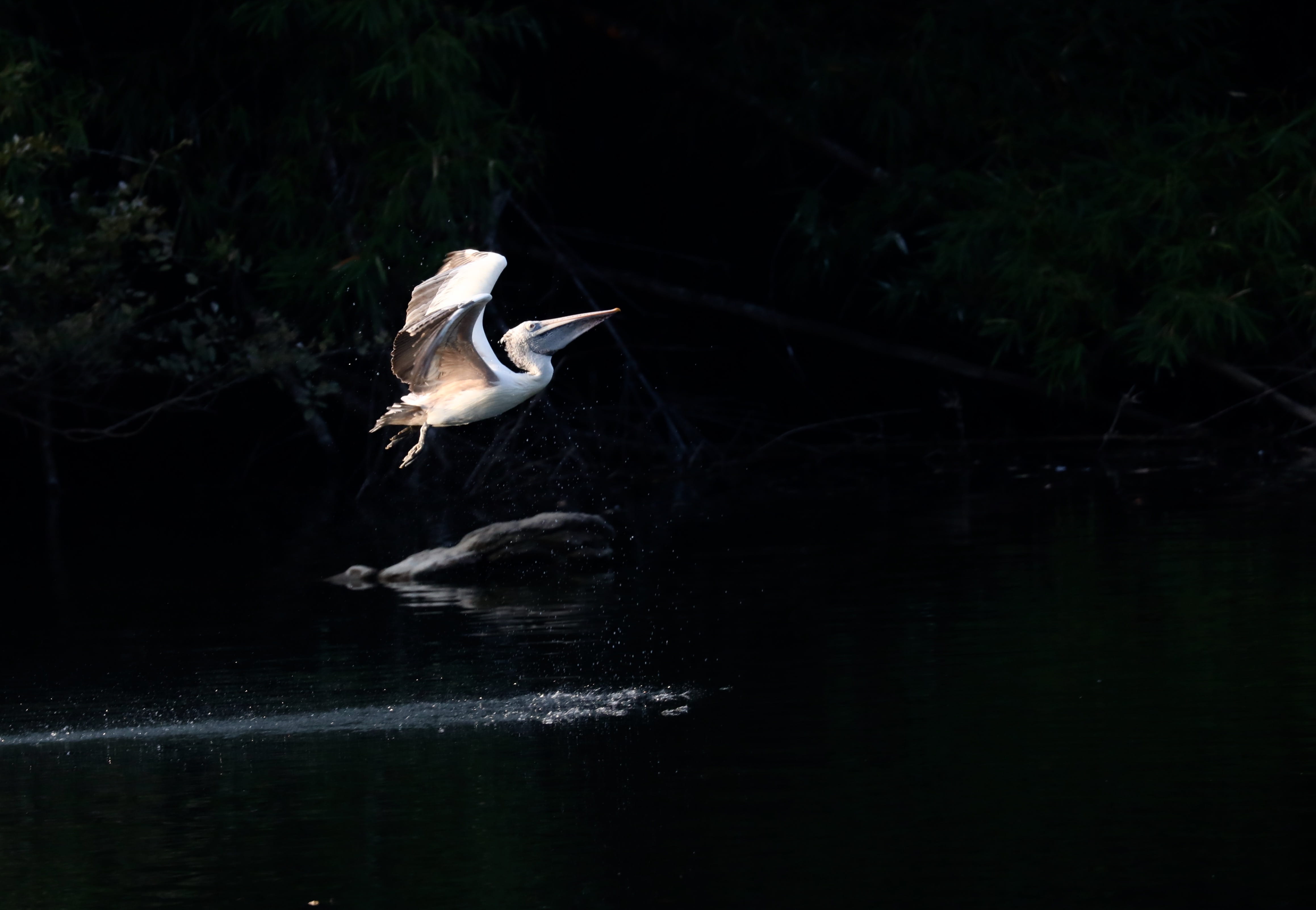 fly, nature, one animal, vertebrate, wildlife, beak, 4K, reflection, tree, wing, booby, lake, plant, gray heron, bird, feather, water, flight, waterfront, HD Wallpaper