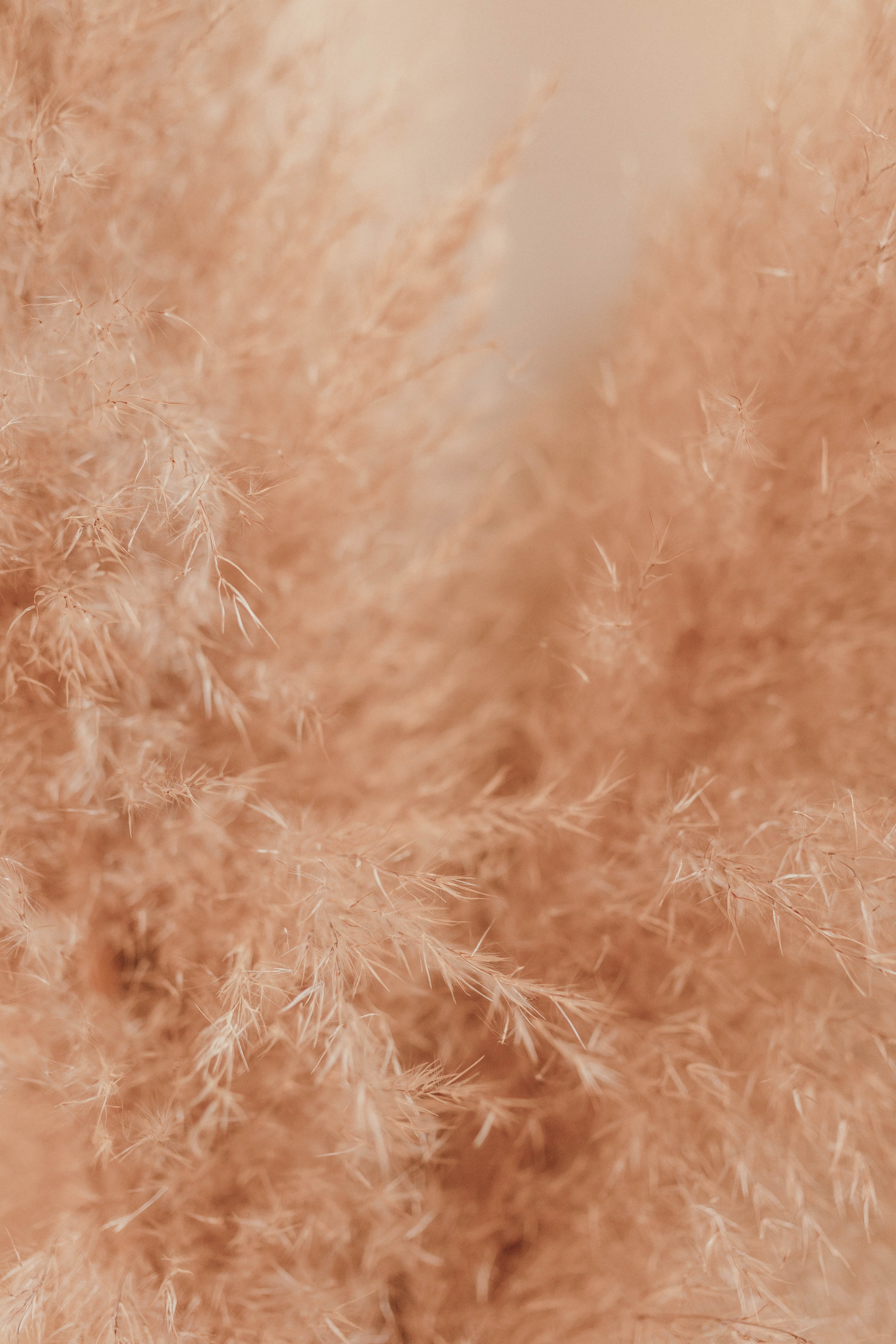 pampas, sweater, coat, no people, plants, cardigan, light - natural phenomenon, fiber, animal, softness, pink, pattern, textile, full frame, texture, pampa, Phone HD Wallpaper