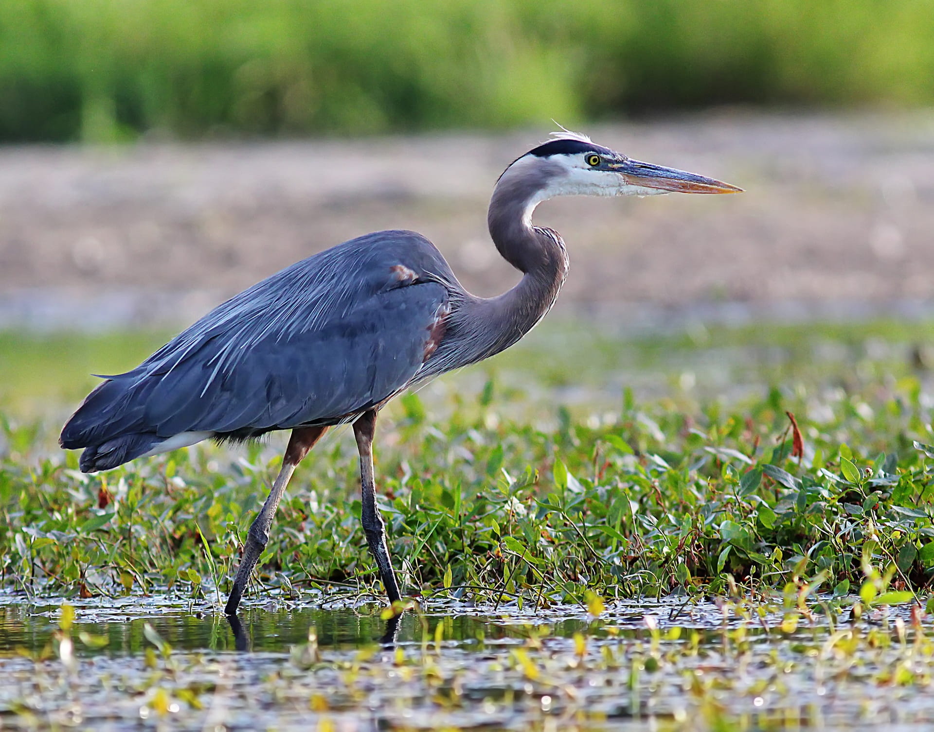 Nature, swamp, outdoors, marsh, 1080P, water bird, egret, natural, one animal, river, Lake, day, Blue Heron, waterfowl, water, animal wildlife, no people, HD Wallpaper