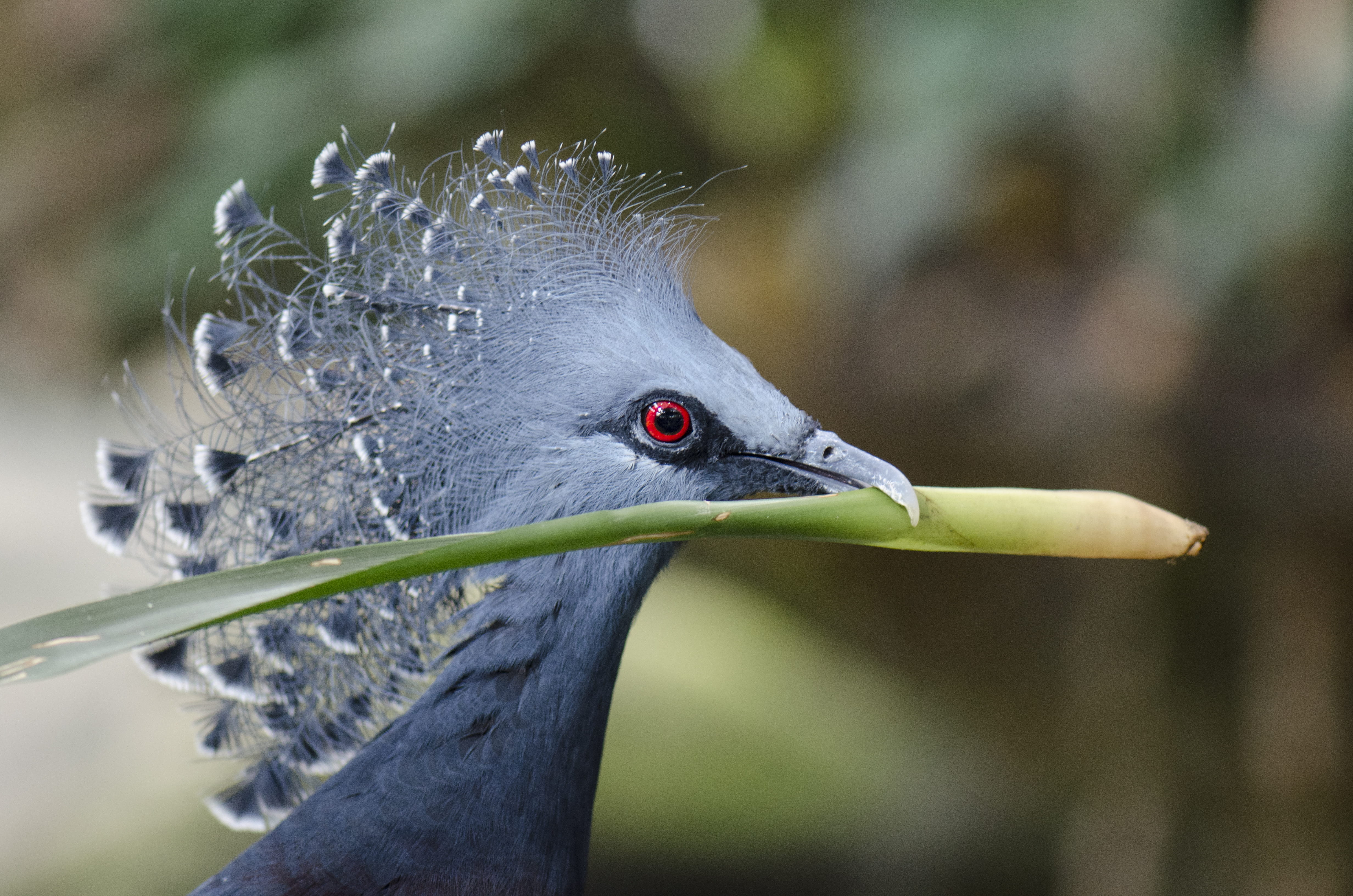 no people, animal head, bird, 4K, heron, waterfowl, profile view, tree, peacock, animal, head, ardeidae, food, nature, vertebrate, grass, crane bird, vegetable, HD Wallpaper