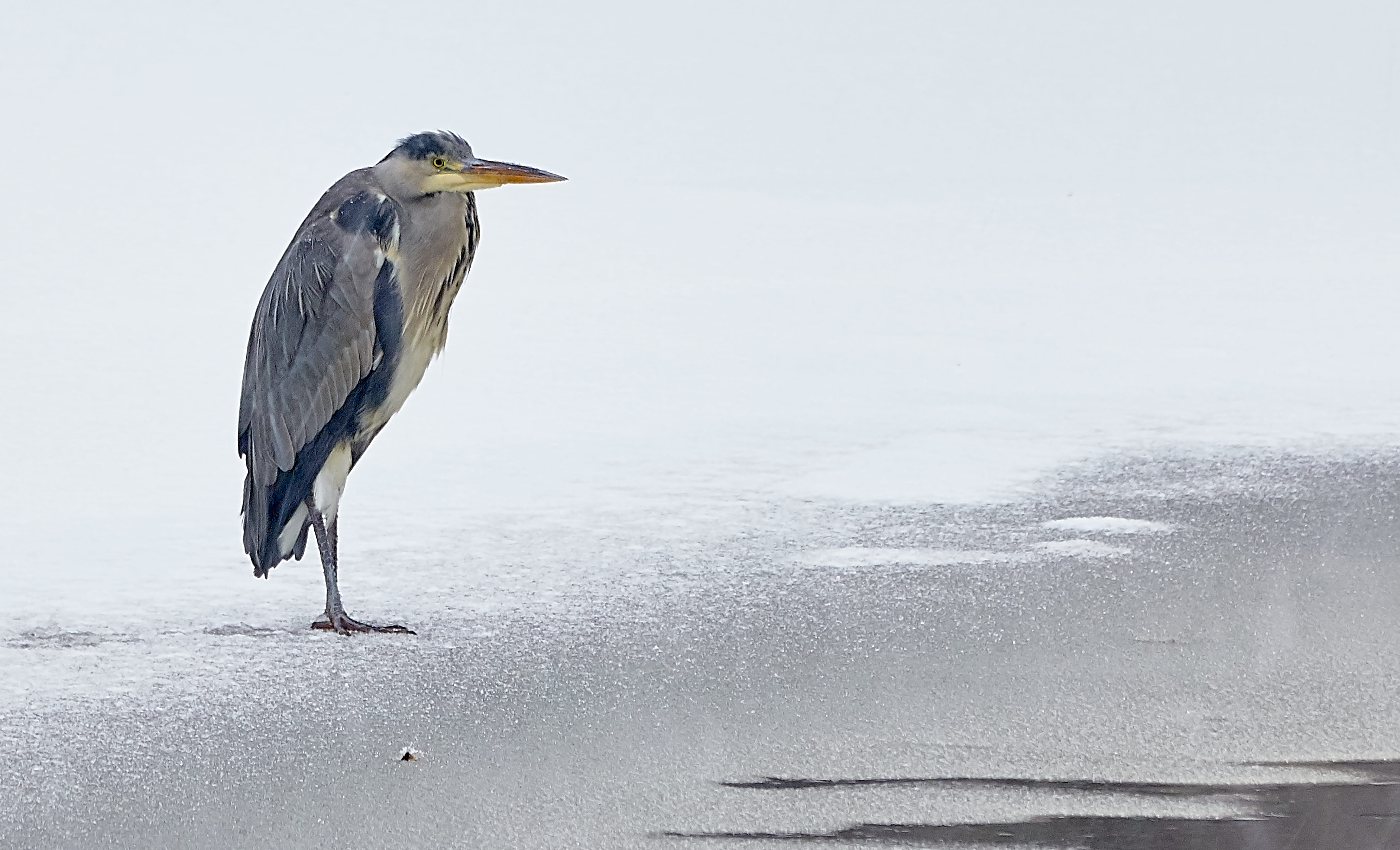 snow, beaded, gray heron, mallard, beak, nature, animal wildlife, animal themes, waterfowl, day, ardeidae, ice, gray, water bird, great blue heron, one animal, HD Wallpaper