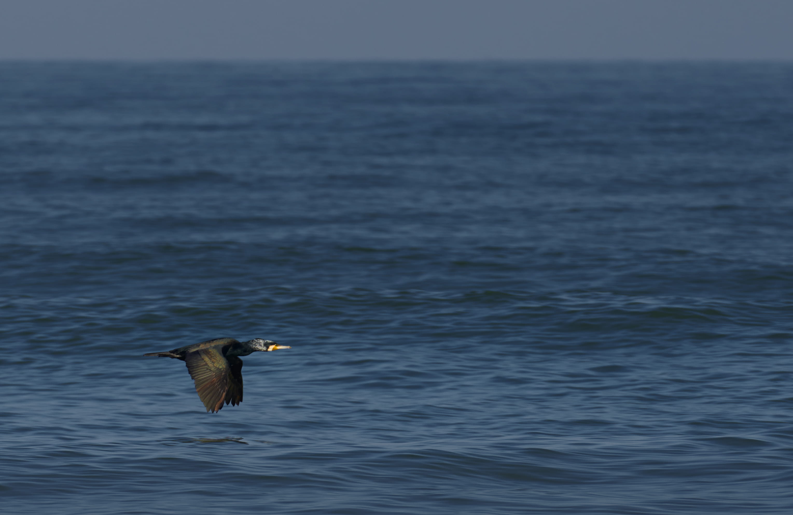 flight, spread wings, outdoors, crop, waterfowl, flying, day, sea, albatross, no people, black, water, ocean, heron, one animal, seagull, spain, beak, nature, HD Wallpaper