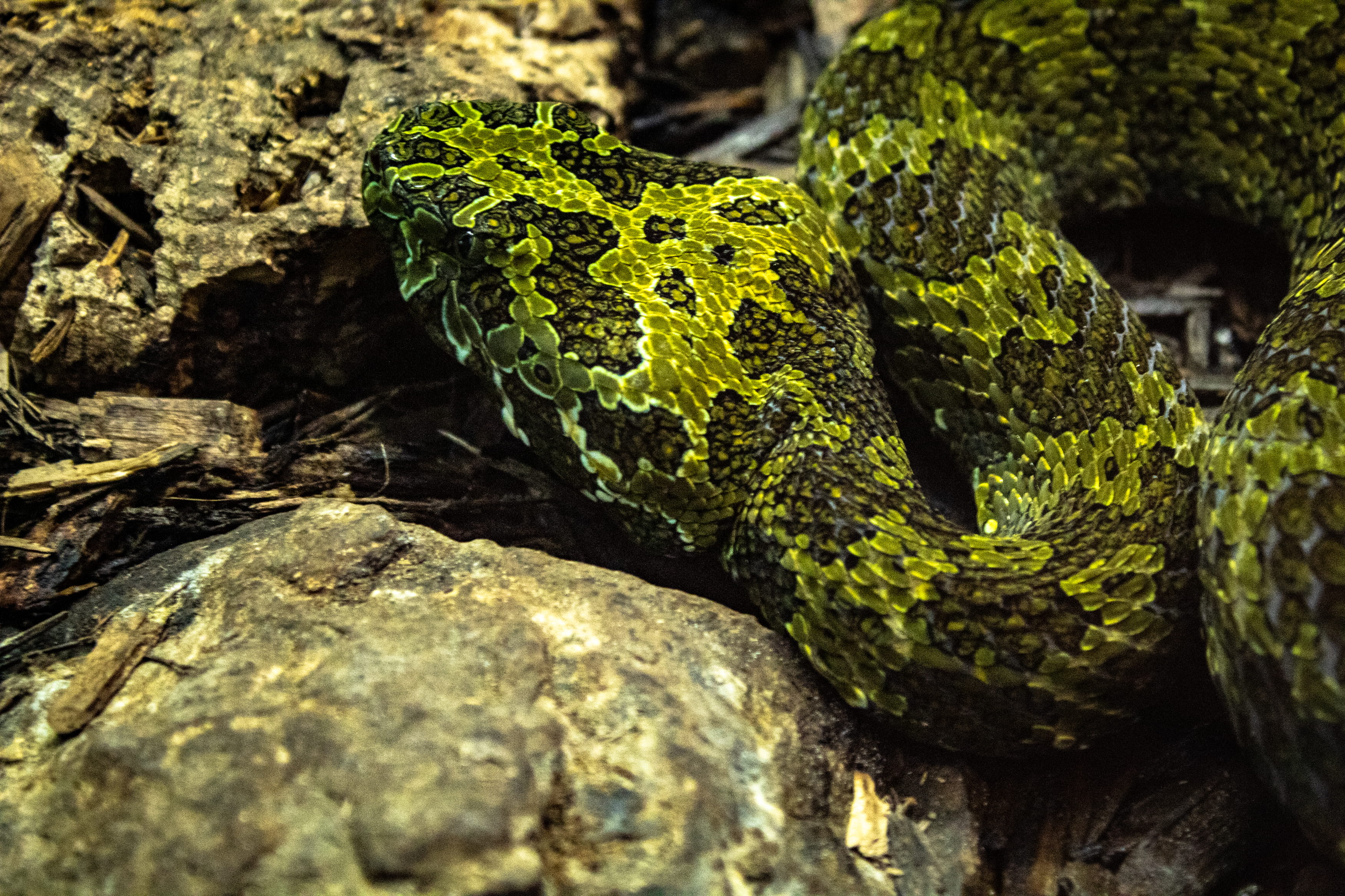 day, camo, poisonous, jaguar, animals in the wild, vertebrate, zoo, camouflage, animal, textured, rock - object, tn, animal body part, animal head, herpetarium, HD Wallpaper