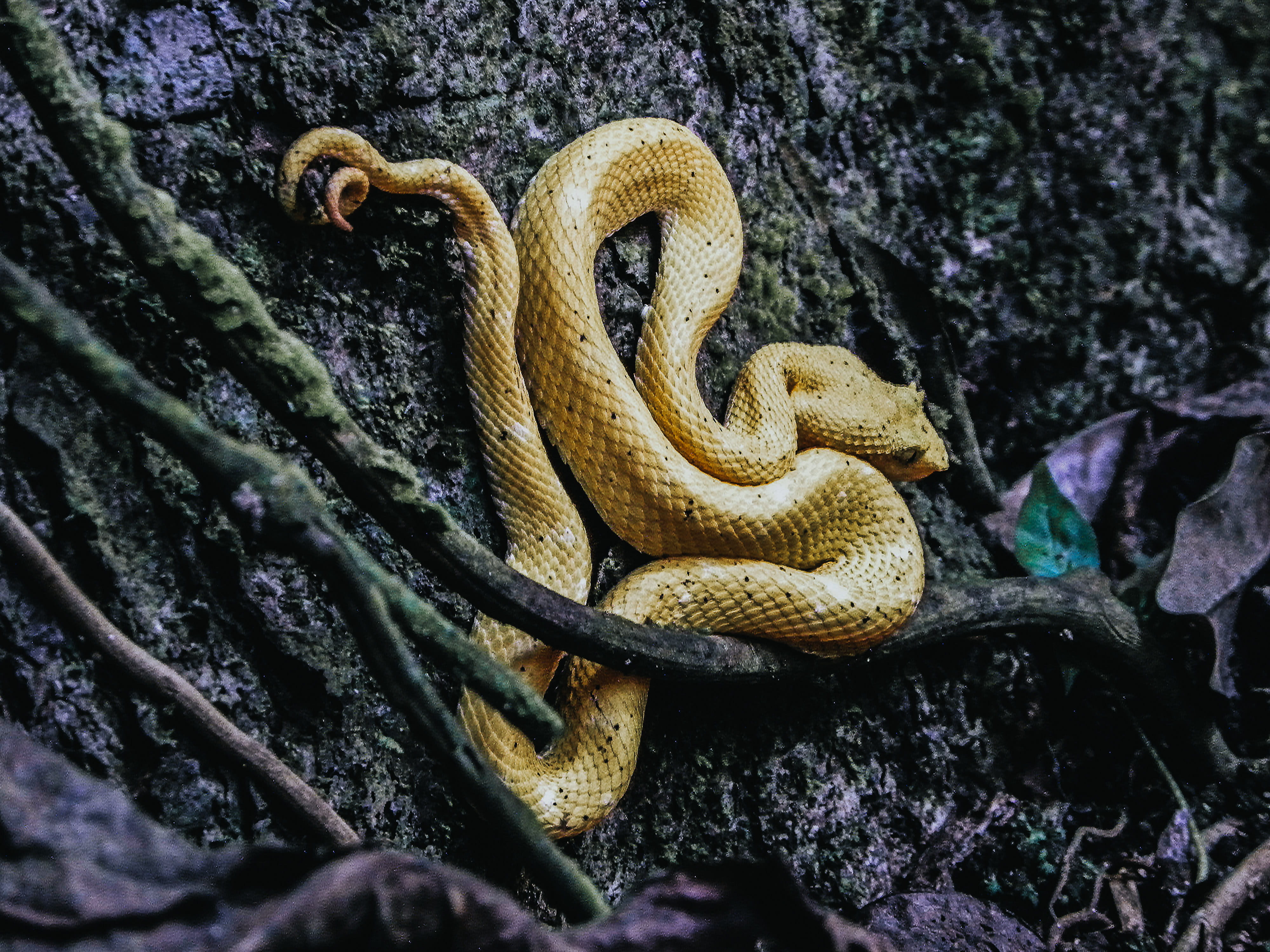 one animal, animal scale, animal themes, sign, reptile, nature, sand, animals in the wild, animal wildlife, king snake, fern, invertebrate, day, tree, worm, HD Wallpaper