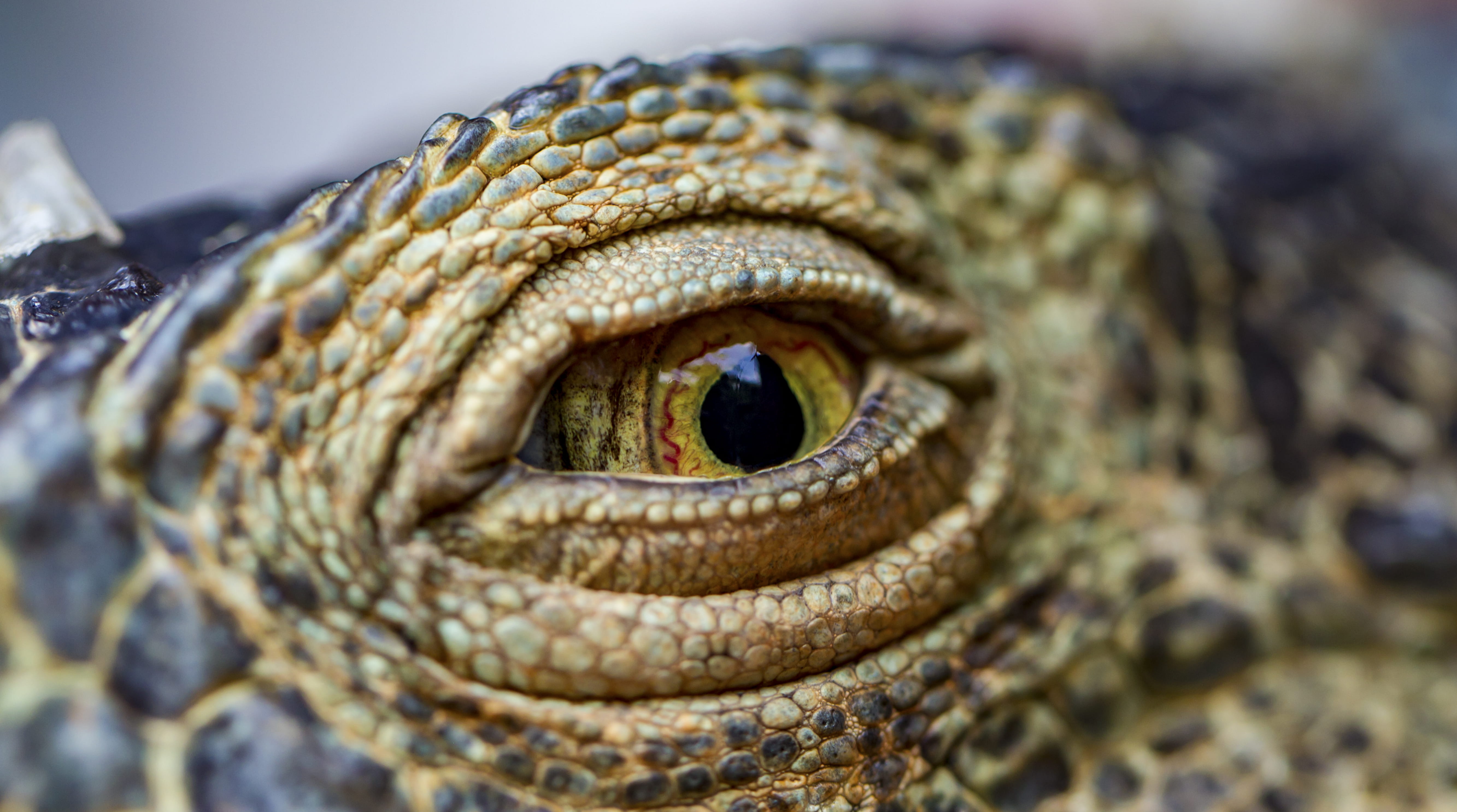 mouth, poisonous, macro, reptile, animals in the wild, gecko, iguana, dragon, eye, one animal, day, animal body part, animal, eyeball, claw, snake, 5K, HD Wallpaper