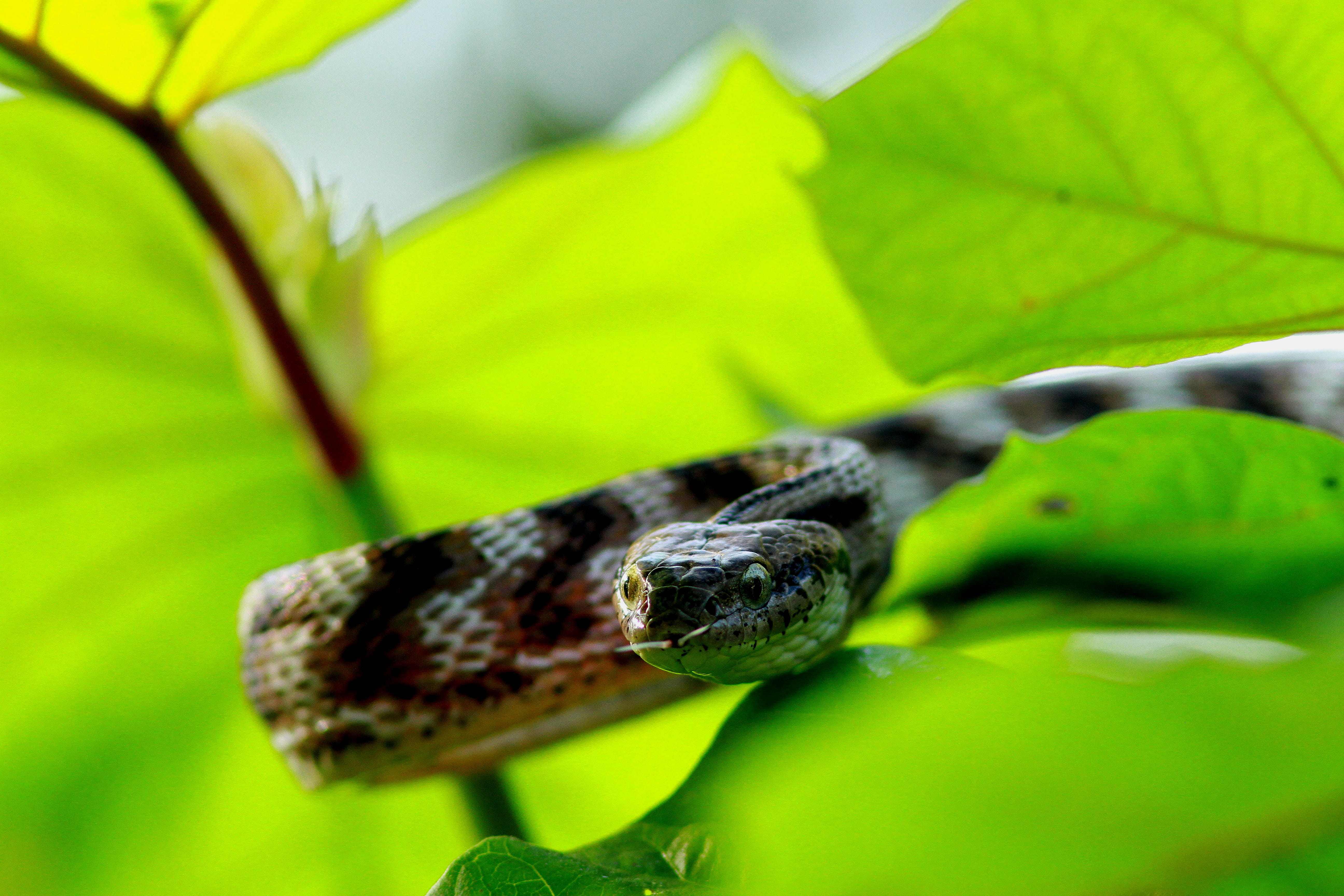 portrait, zoo, kanha national park, selective focus, sea life, animal wildlife, rainforest, green, green snake, close-up, nature, eating, focus, plant, HD Wallpaper