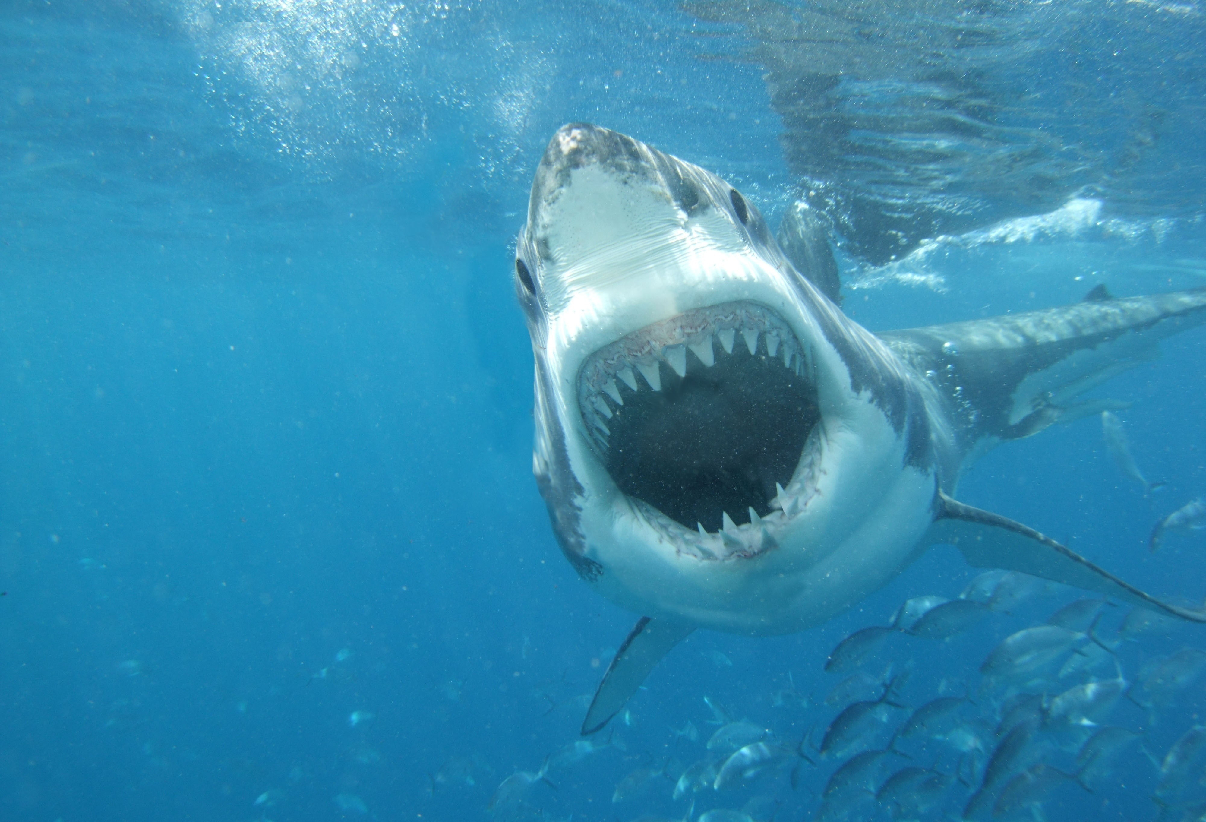 beautiful, 4K, photo, water, shark, fish, predator, white, under water, HD Wallpaper