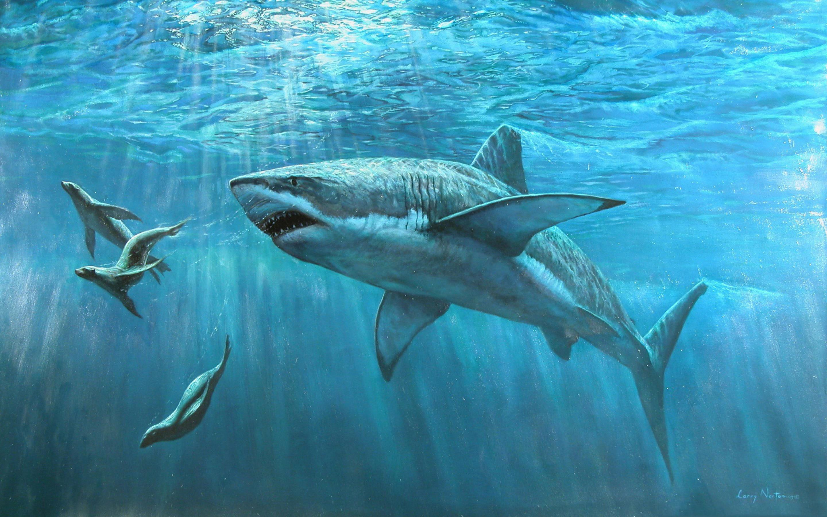 hunting, shark, 2K, water, HD Wallpaper