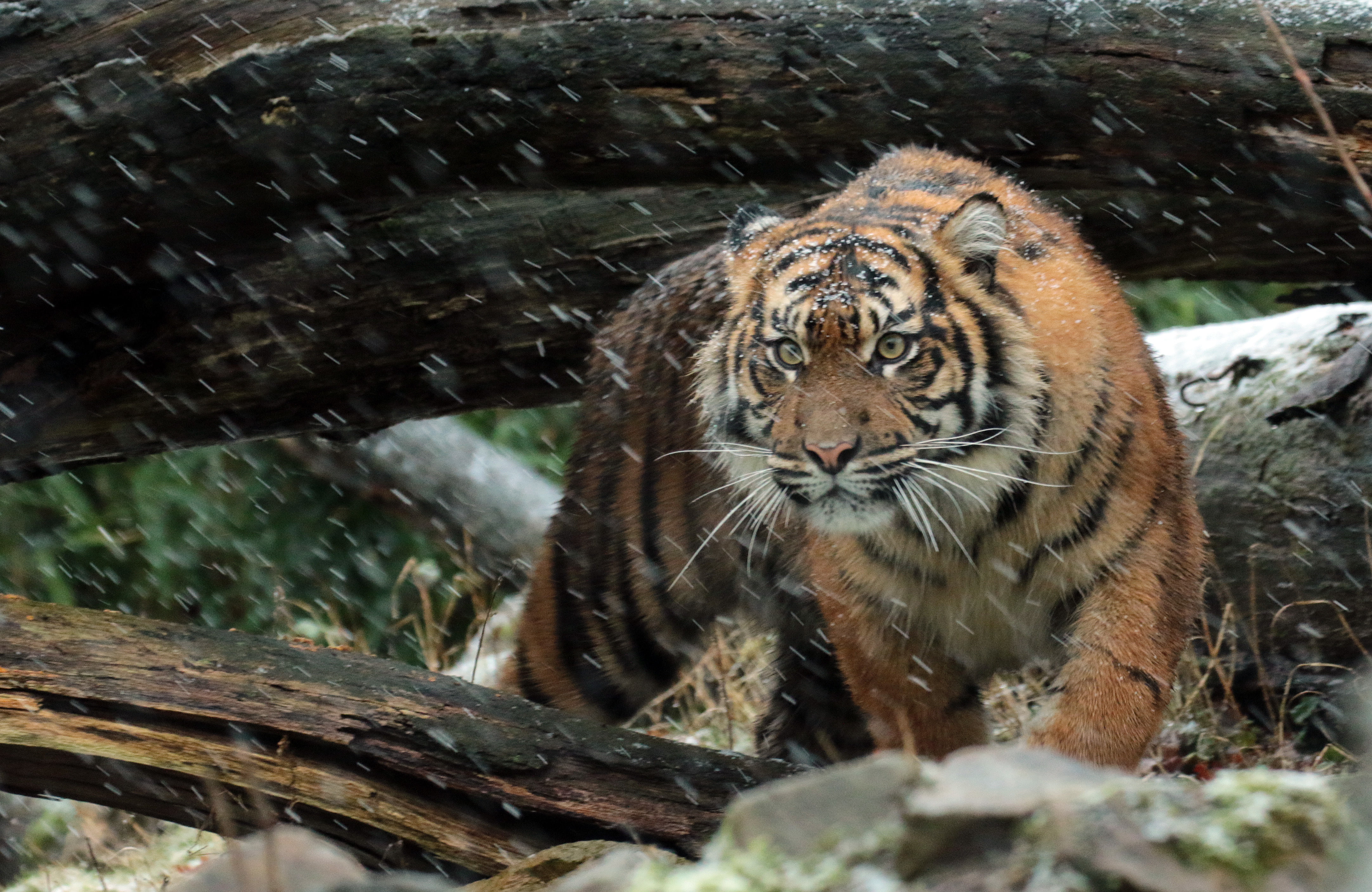 4K, 4K, Wild tiger, Sumatran tiger, HD Wallpaper