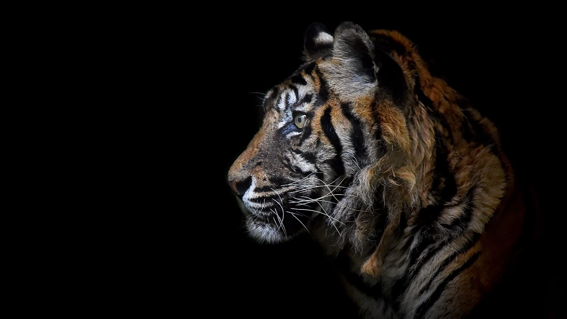 beast, tiger, background, 1080P, HD Wallpaper