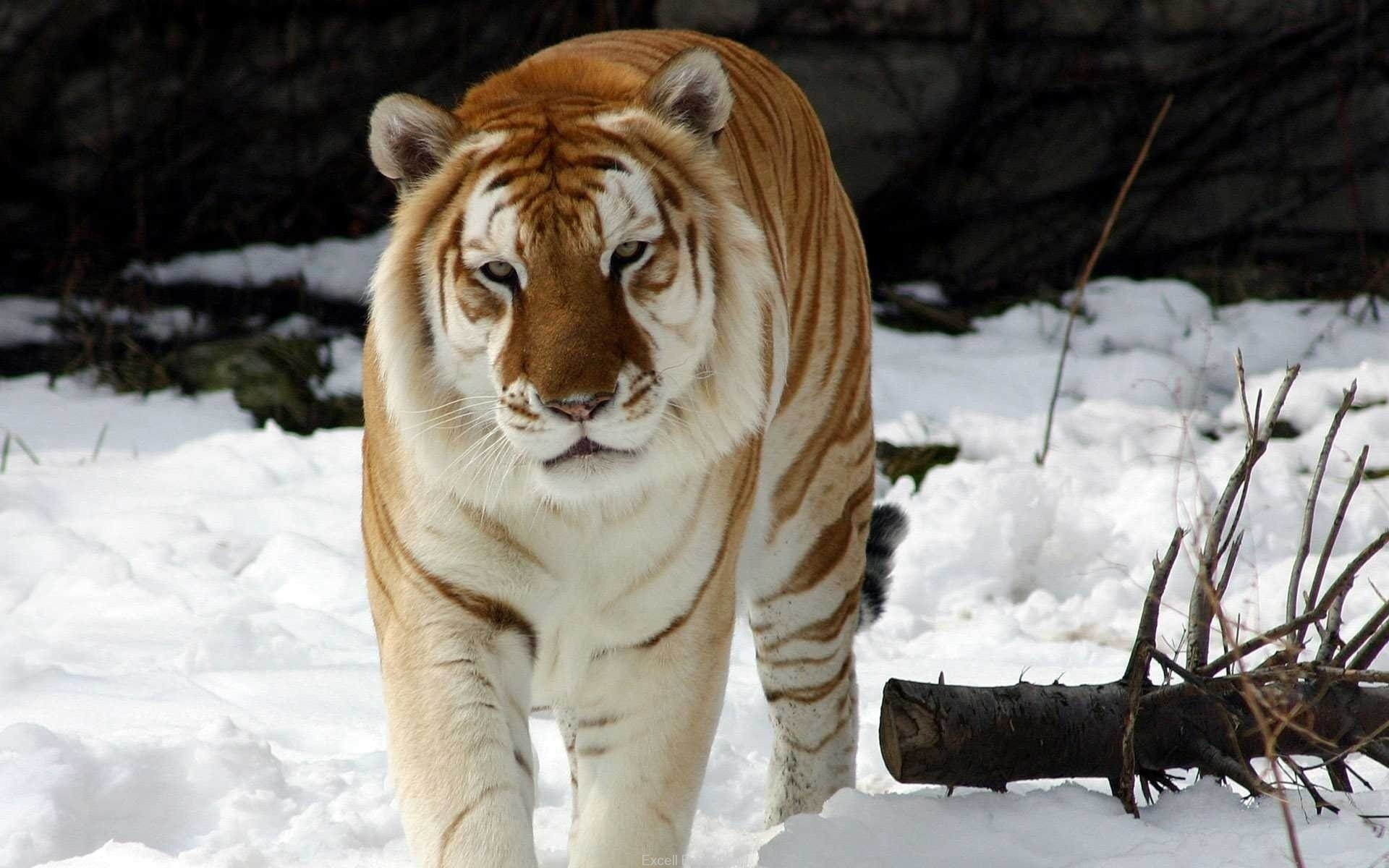 1080P, tiger, bengal, bengal tiger, HD Wallpaper