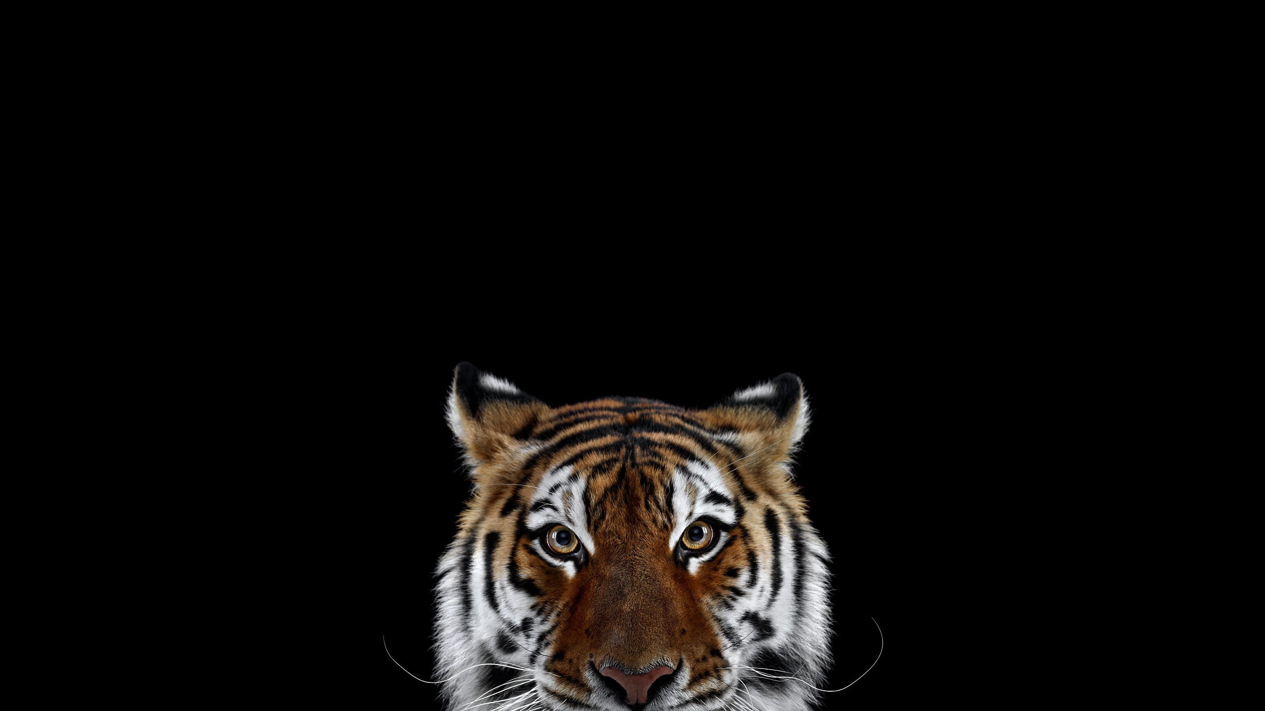 copy space, cat, animal eye, one animal, mammal, animal head, photography, portrait, no people, animal, simple background, animals in the wild, black background, HD Wallpaper