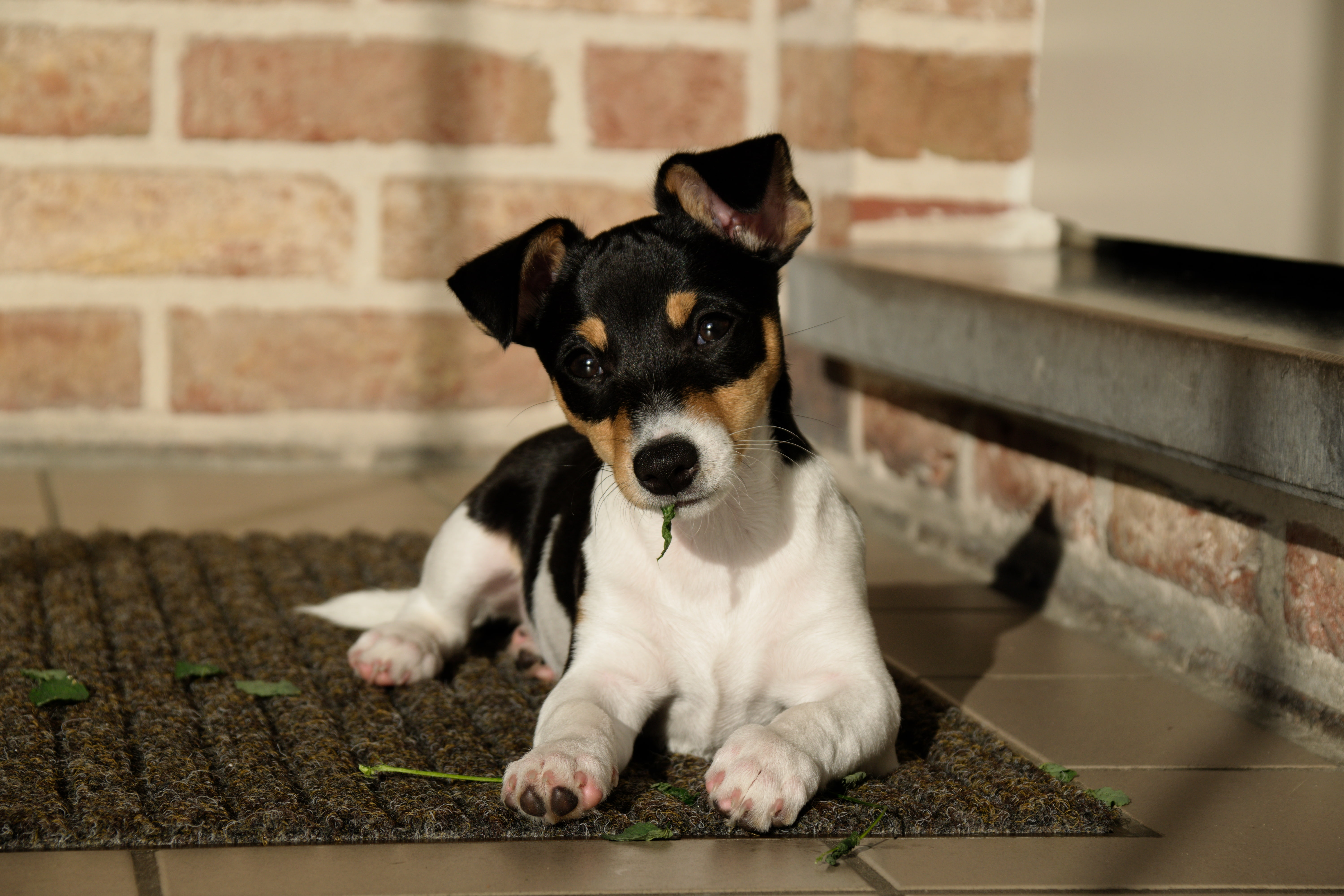 one animal, small, portrait, focus on foreground, domestic, sitting, 5K, home interior, dog, young animal, indoors, vertebrate, looking at camera, Jack Russell Terrier, HD Wallpaper
