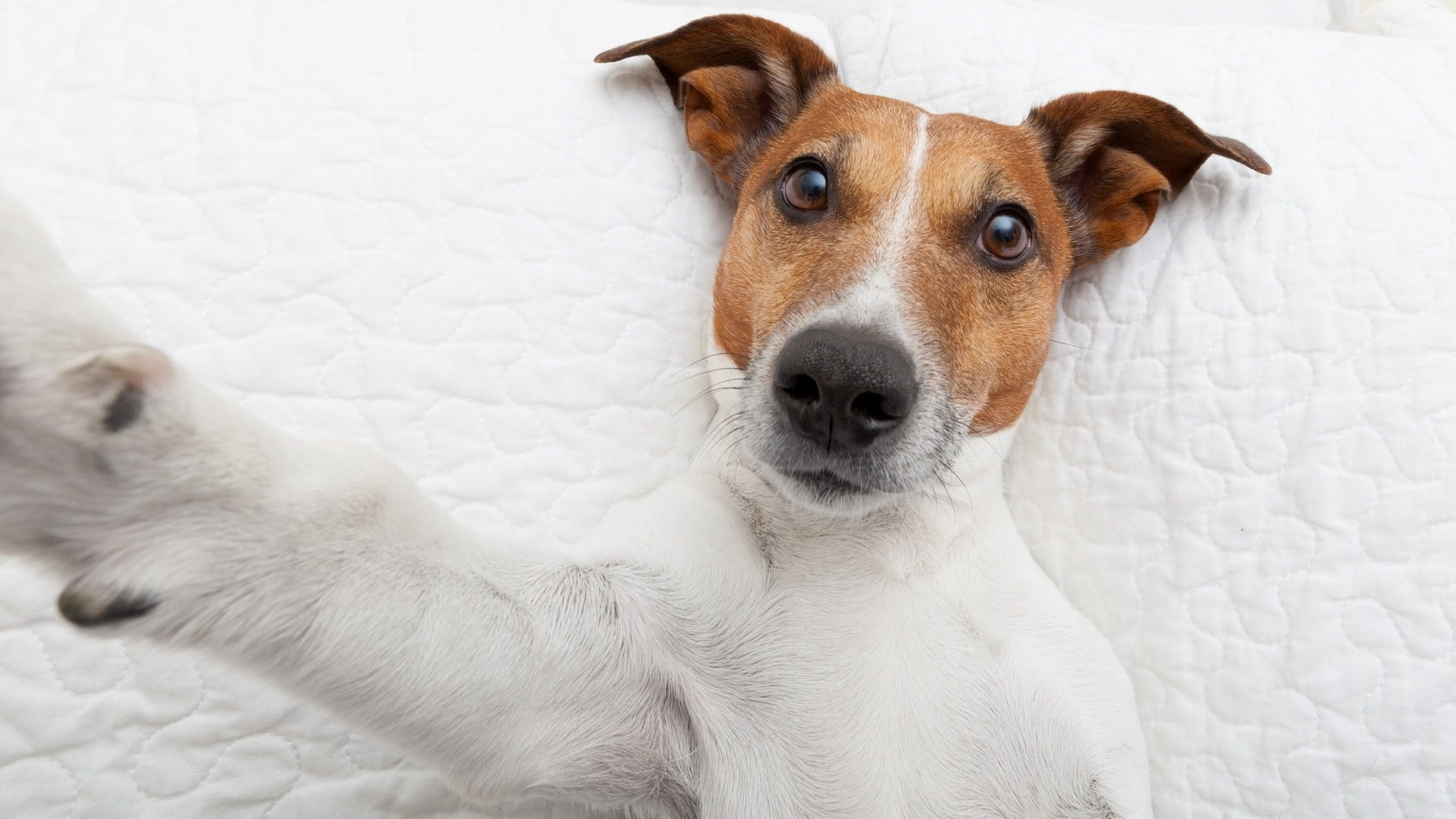 1080P, portrait, Jack Russell Terrier, lying, domestic, relaxation, animal head, looking at camera, vertebrate, close-up, animals, looking, canine, mammal, HD Wallpaper