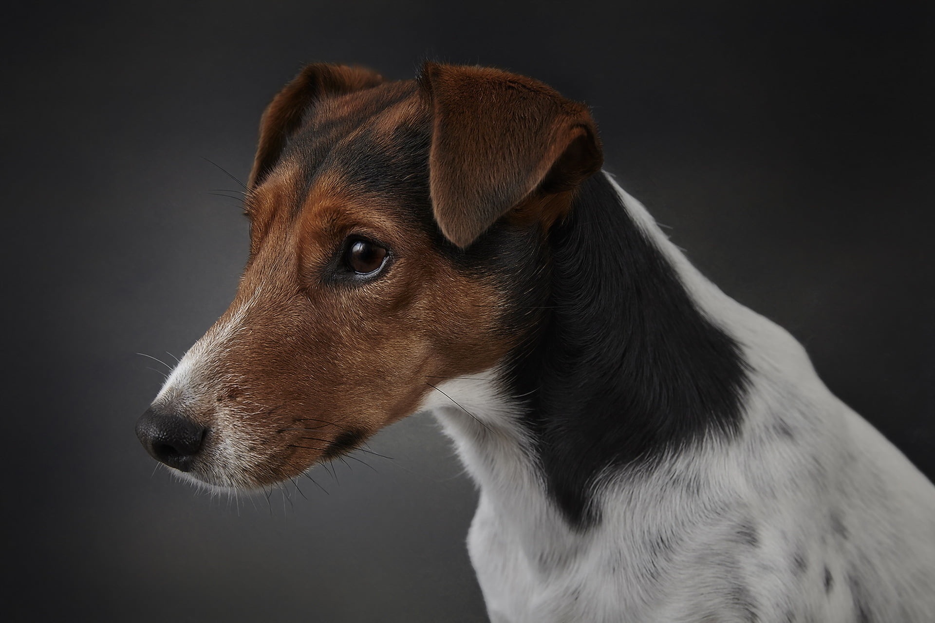 vertebrate, animal head, mammal, domestic animals, looking, dog, one animal, close-up, domestic, animals, indoors, animal, pets, black background, canine, HD Wallpaper