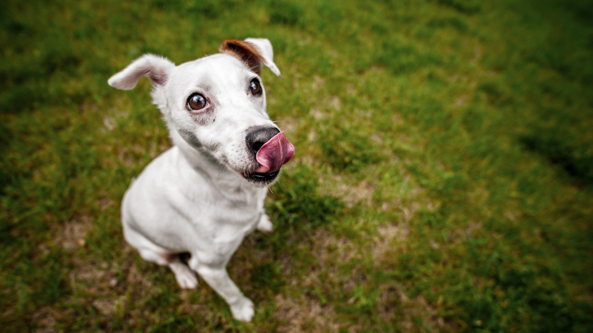 domestic animals, dog, Jack Russell Terrier, plant, canine, looking, looking at camera, focus on foreground, day, vertebrate, portrait, one animal, animal themes, HD Wallpaper