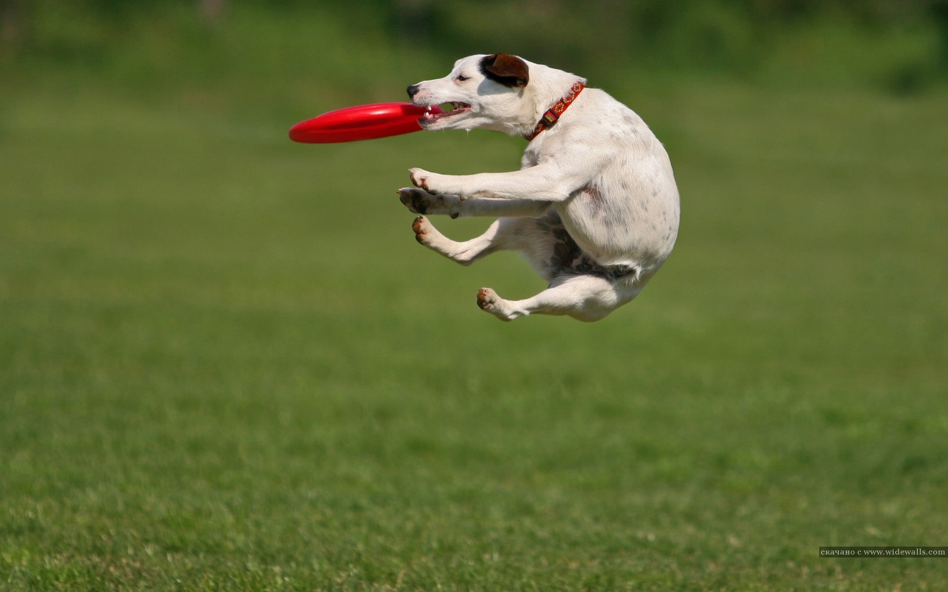 grass, Jack Russell Terrier, jumping, Frisbee, dog, animals, 1080P, HD Wallpaper