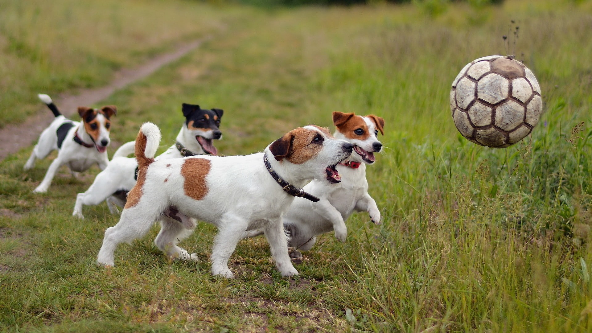 grass, dog, Jack Russell Terrier, animals, soccer ball, 1080P, HD Wallpaper