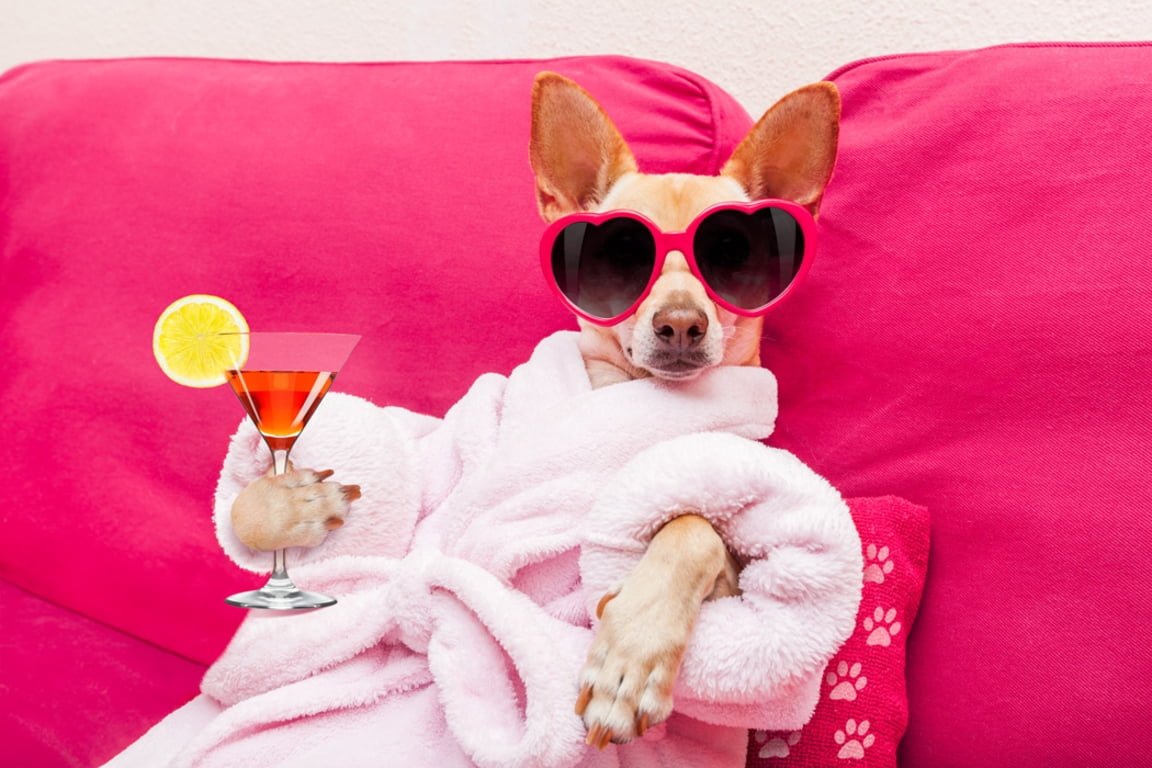canine, glass, pets, spa, cocktail, no people, fun, pink color, chihuahua - dog, :D, humor, animal, caine, dog, funny, animal themes, fashion, indoors, HD Wallpaper
