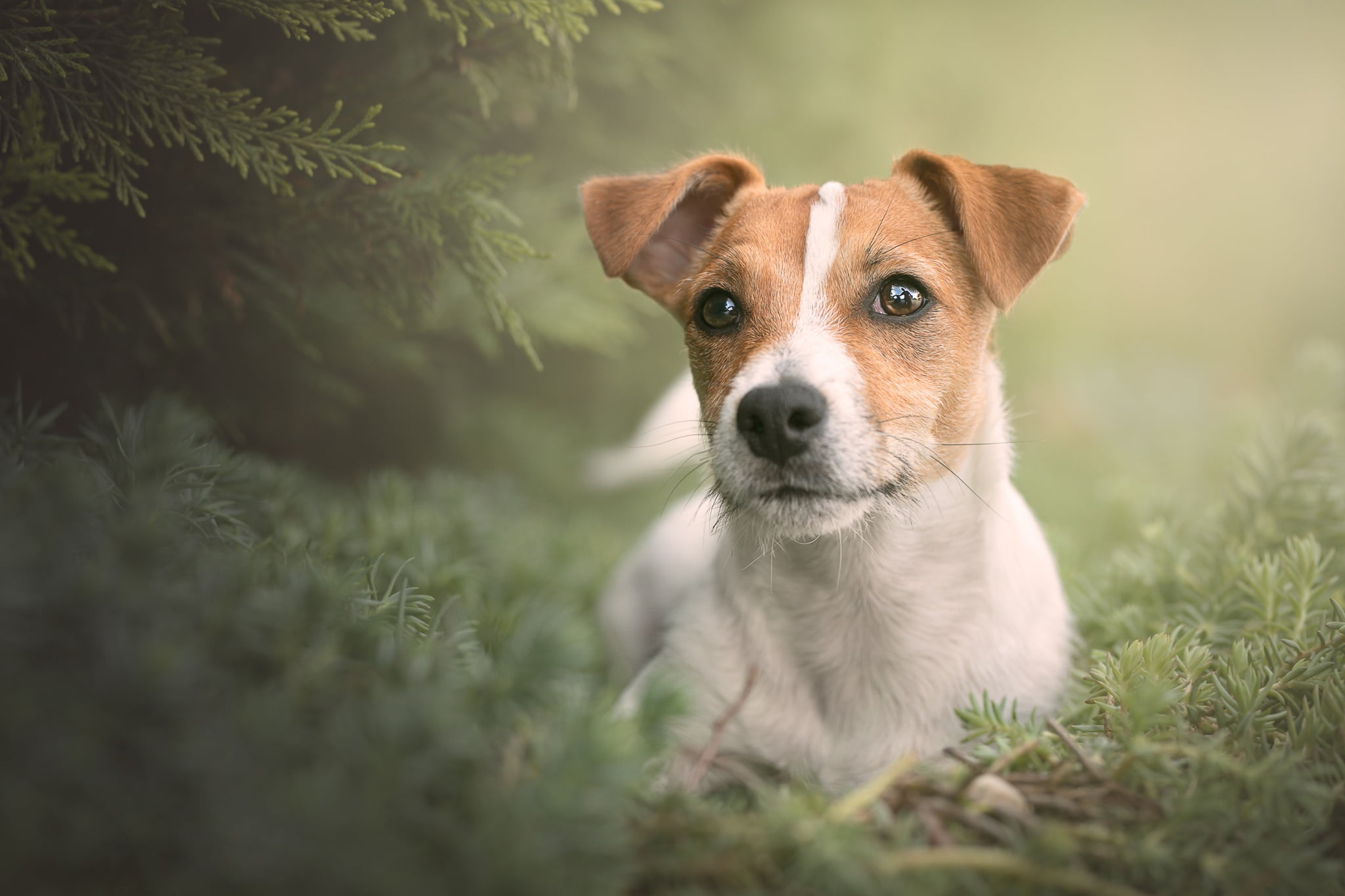 1080P, Pet, Dogs, Dog, Jack Russell Terrier, HD Wallpaper