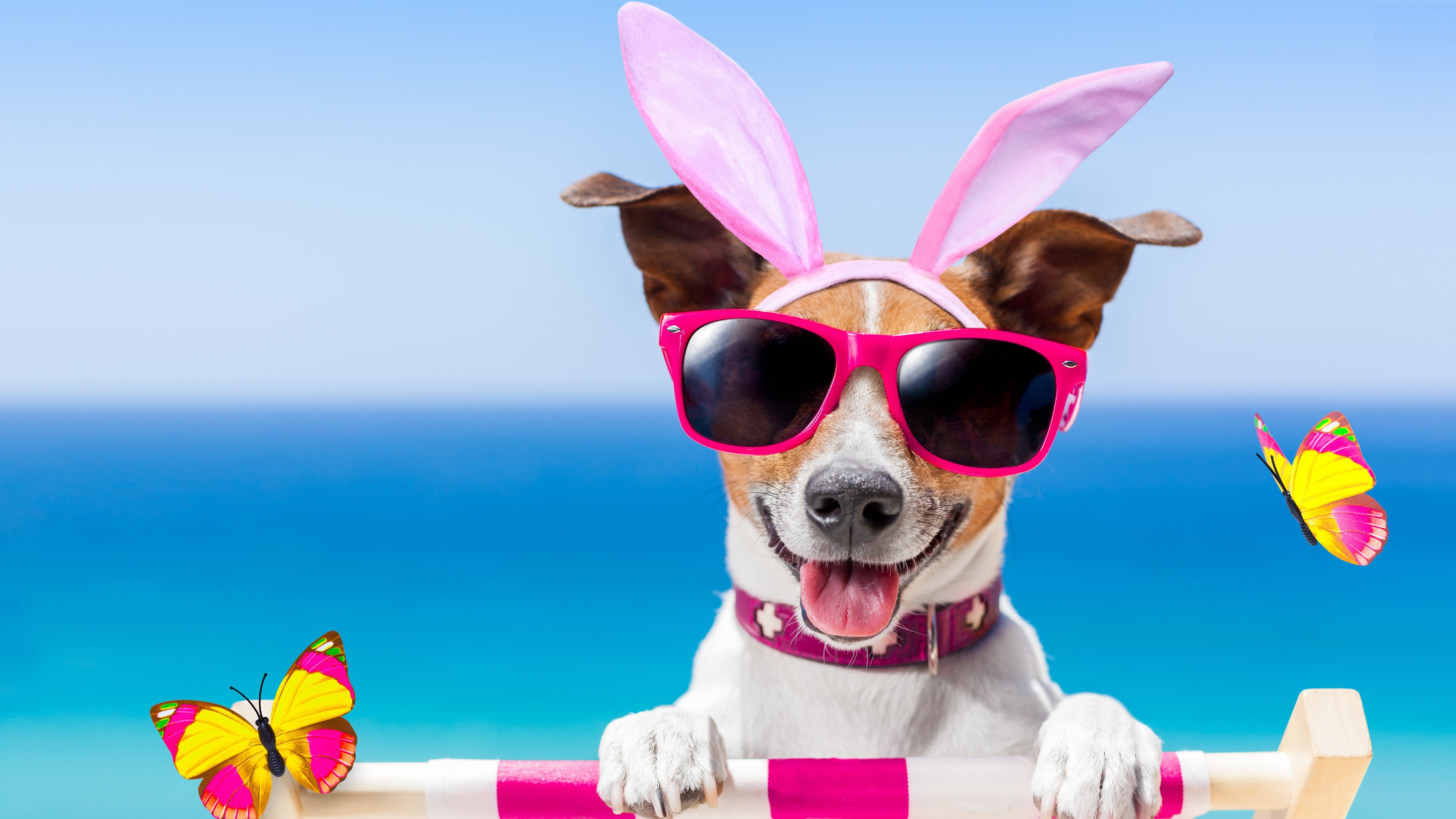 easter bunny, dog, sunglasses, funny, 5K, dog breed, jack russell, jack russell terrier, easter, HD Wallpaper