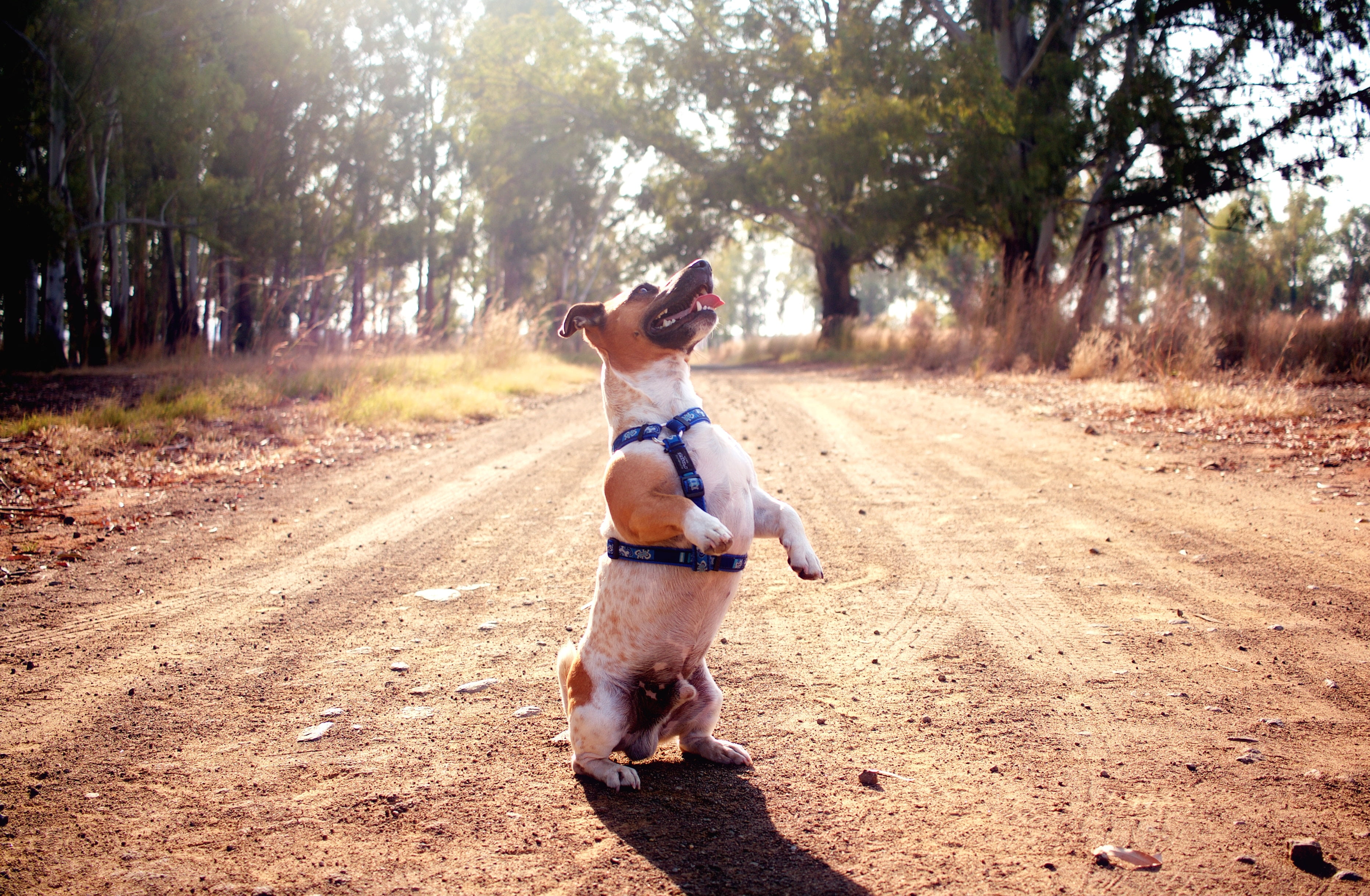 pets, domestic animals, one Person, beauty In Nature, happiness, beautiful, outdoors, fun, fashion, full length, land, females, healthy Lifestyle, enjoyment, HD Wallpaper