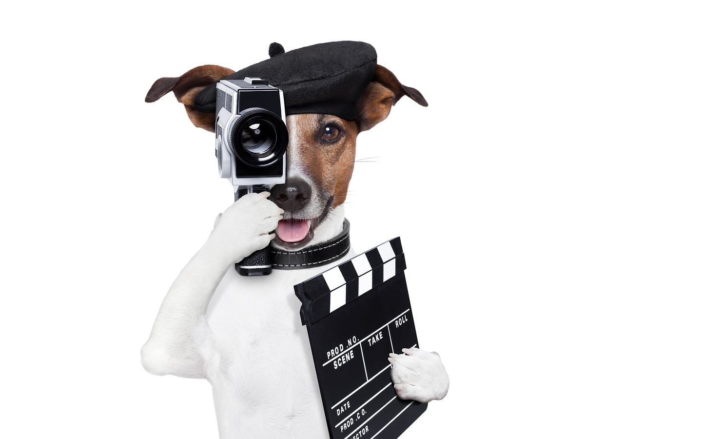 funny, domestic, dog, men, mammal, people, camera, black, 720P, animal, white, :D, white background, cut out, canine, portrait, indoors, jack russell terrier, HD Wallpaper
