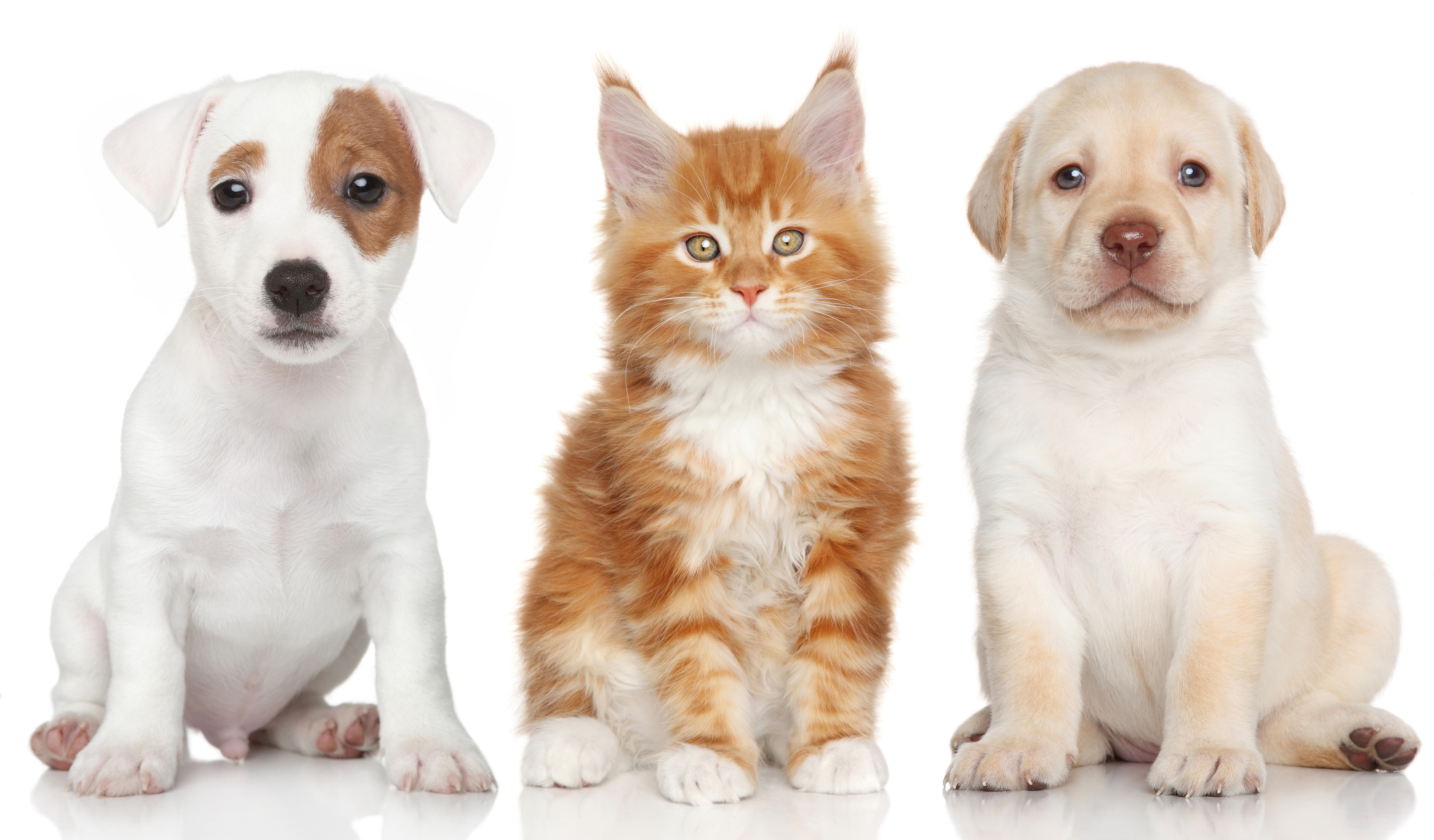 Maine Coon kitten, yellow, tan, retriever, Labrador Retriever, puppies, labrador, white, kitten, jack, puppy, tabby, dogs, 5K, orange, terrier, Jack Russell Terrier, HD Wallpaper
