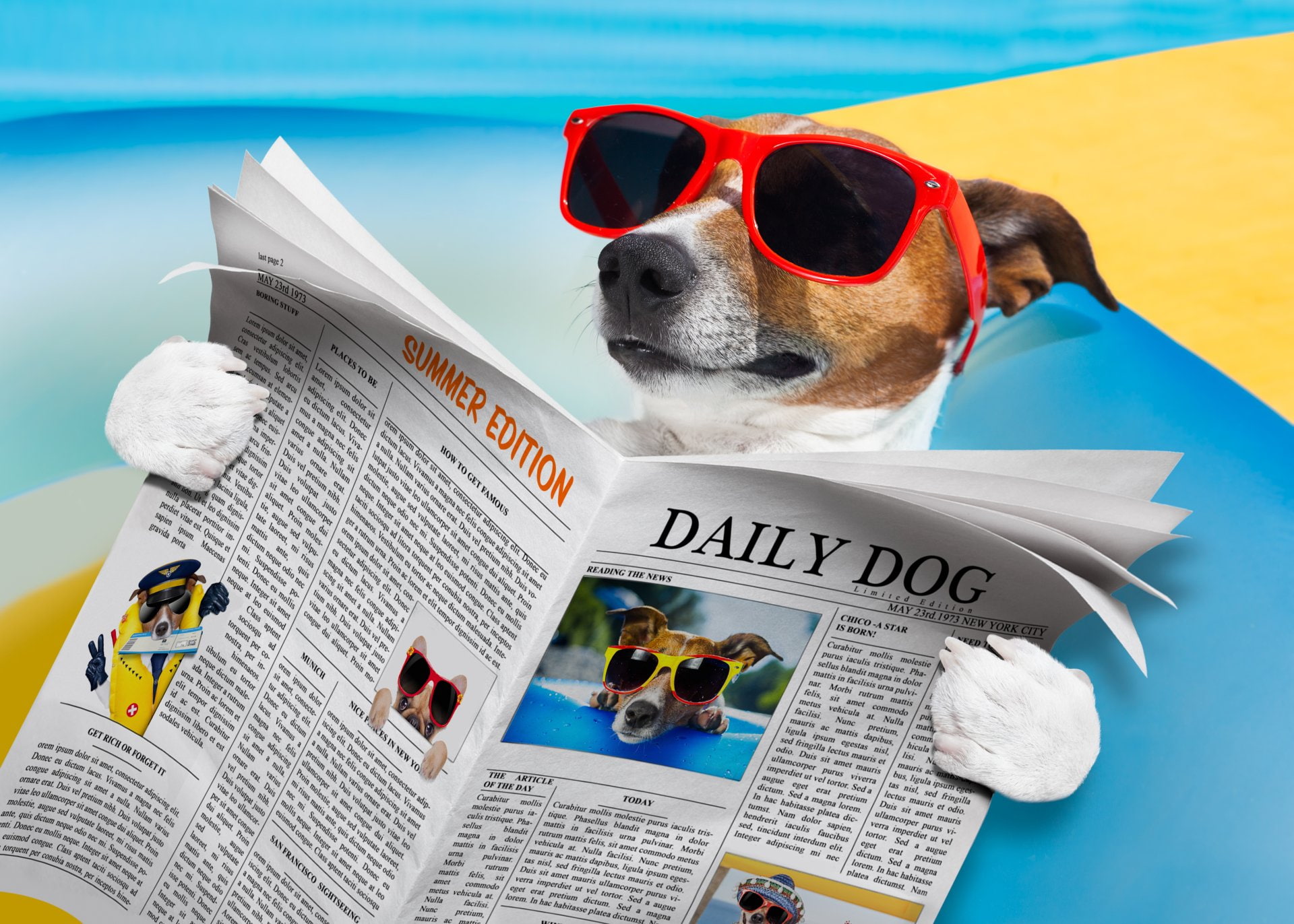 Summer, Humor, Dog, Sunglasses, Newspaper, 1080P, Jack Russell Terrier, HD Wallpaper