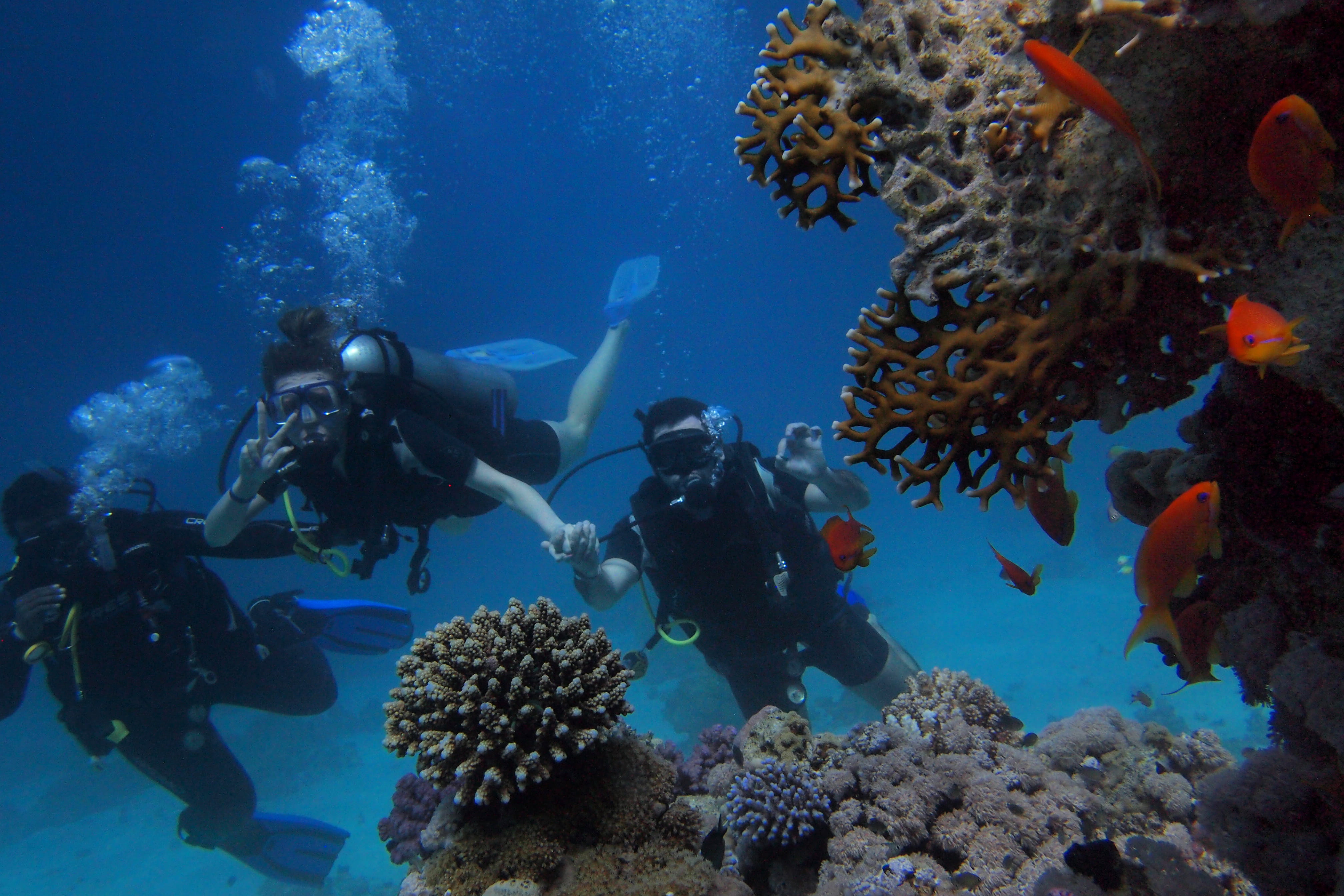 sea life, water, nature, vertebrate, underwater, sea, deep, animals in the wild, scuba, animal themes, egypt, marine, coral, 4K, group of animals, scuba diving, HD Wallpaper
