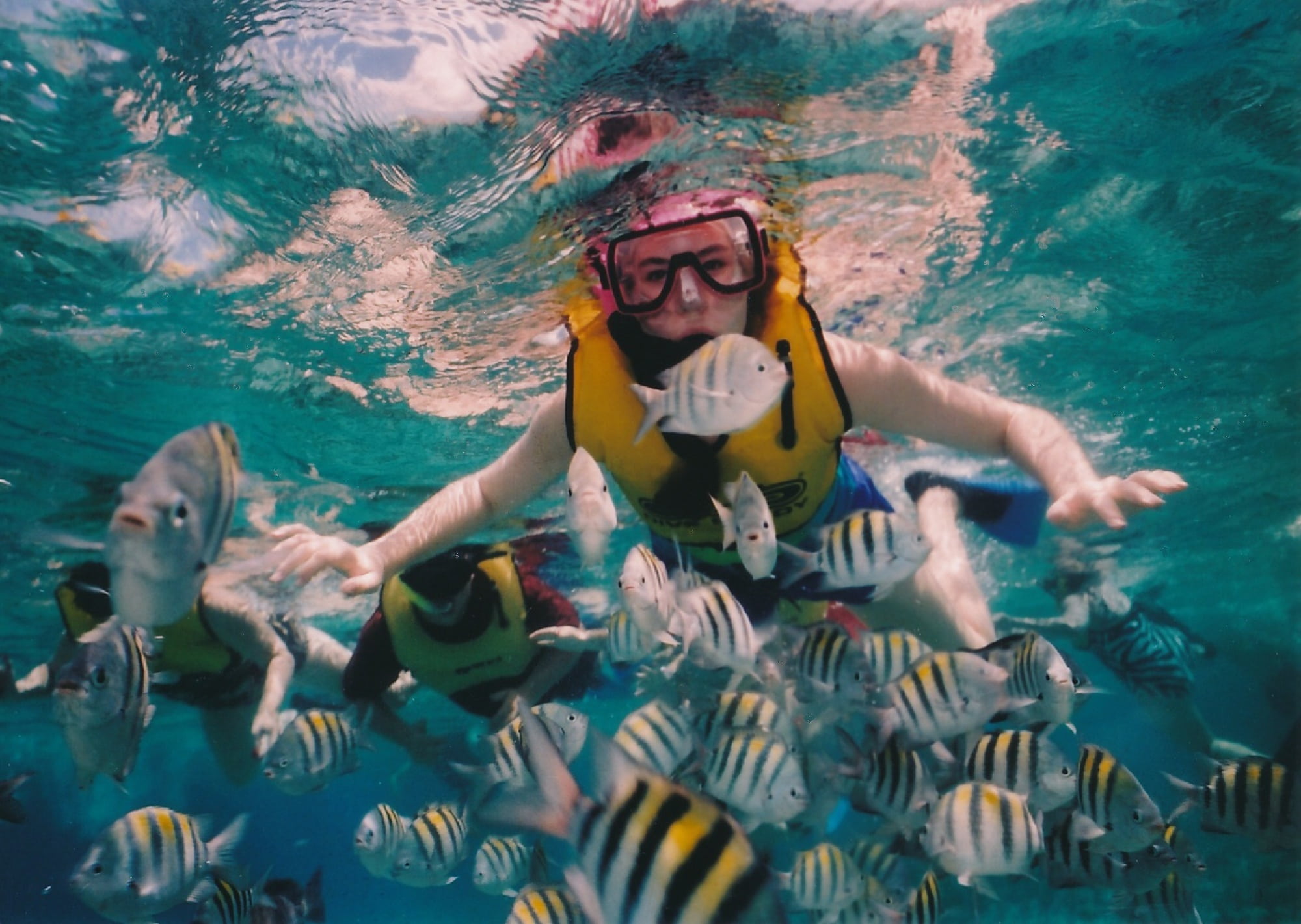 outdoors, aquatic sport, activity, sport, vacation, tropical, swimming, lifestyles, gray, one person, sergeant major fish, diving, nature, ocean, cruise, HD Wallpaper