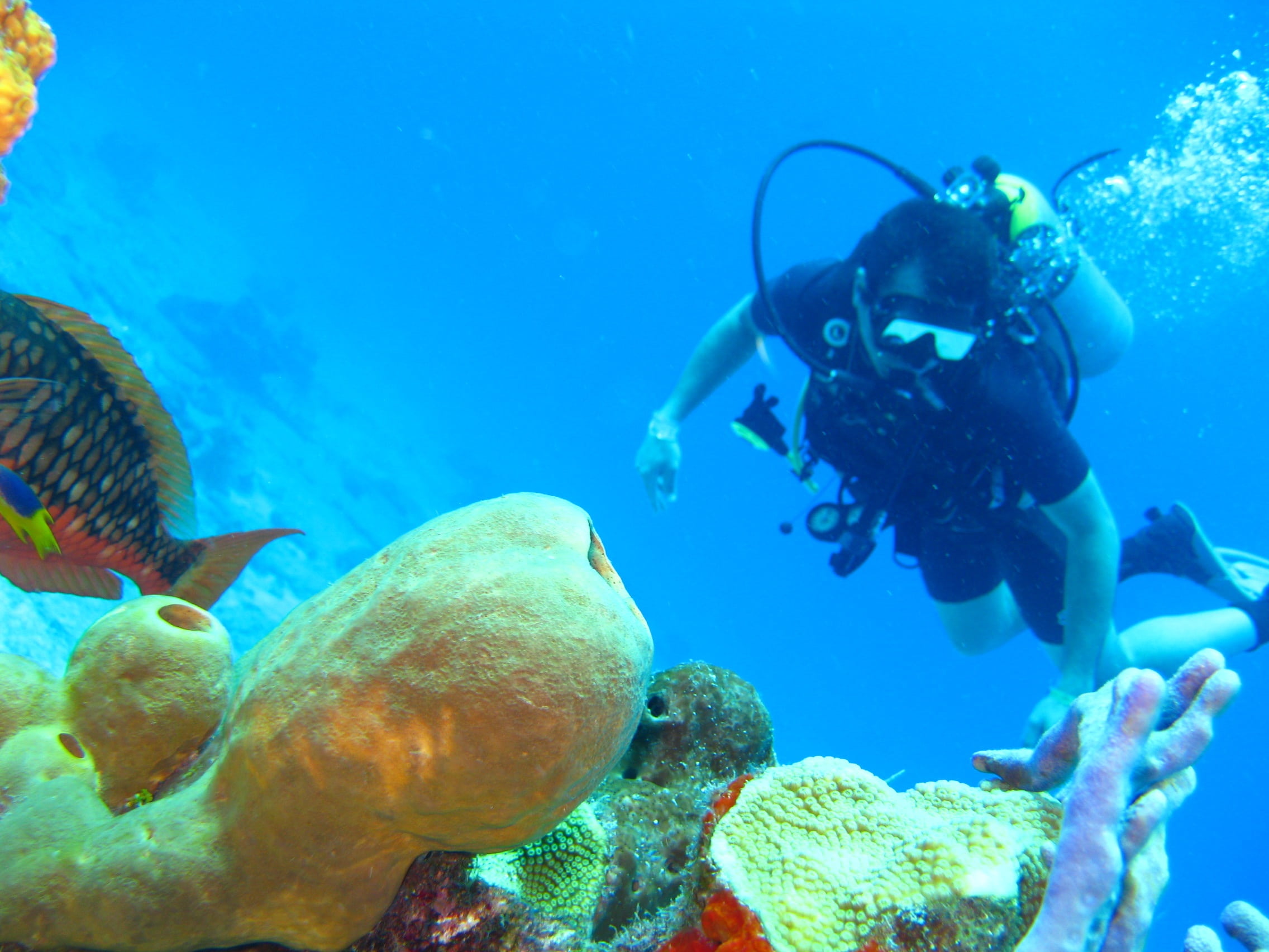 animal, scuba, animal wildlife, ocean, coral, nature, vertebrate, exploration, water, animal themes, scuba diving, sport, adventure, man, undersea, reef, HD Wallpaper