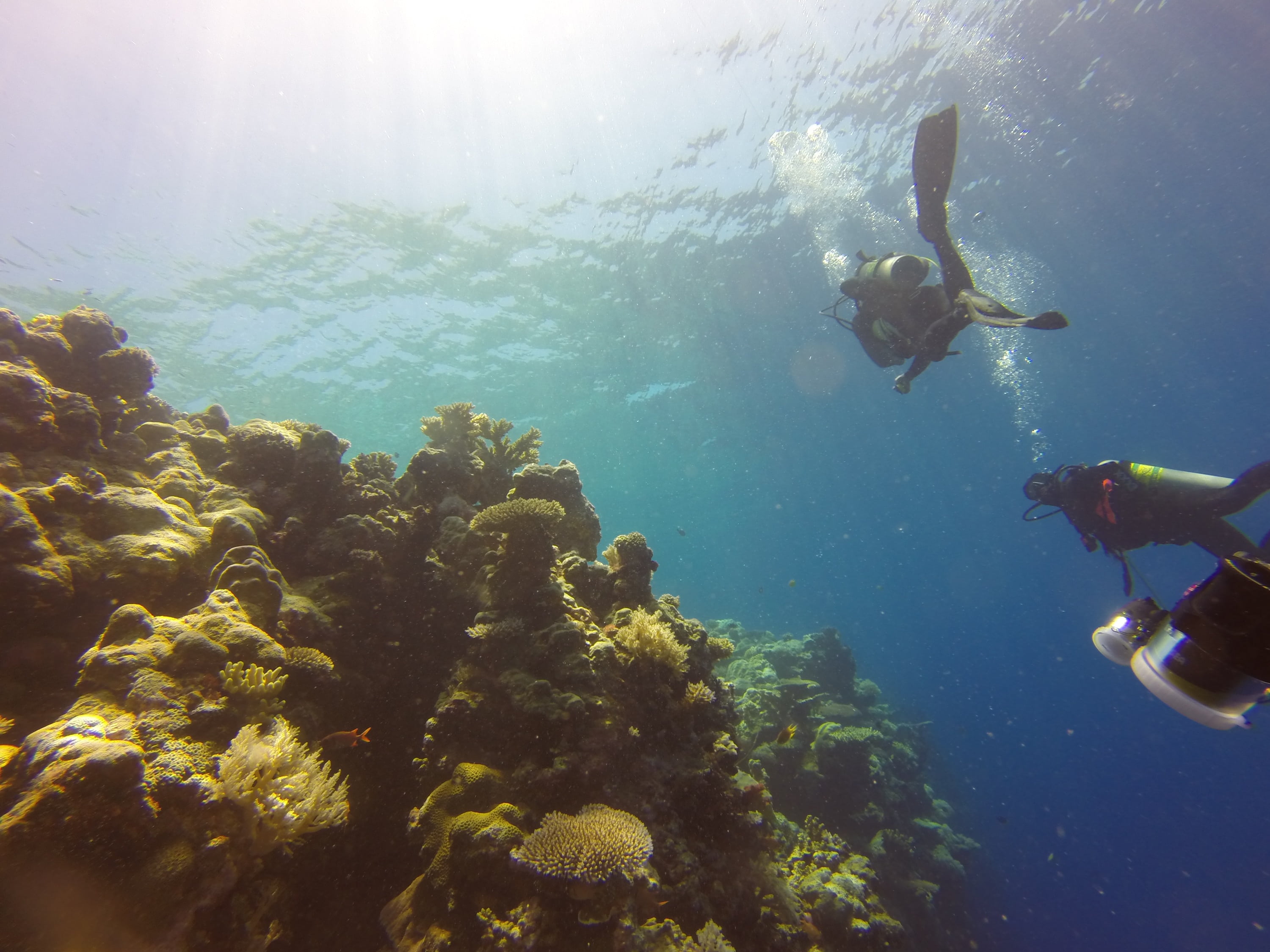animal themes, travel, undersea, tropical, scuba, nature, real people, reef, daytime, underwater Diving, 2K, palau, water, aquatic sport, marine, coral, HD Wallpaper