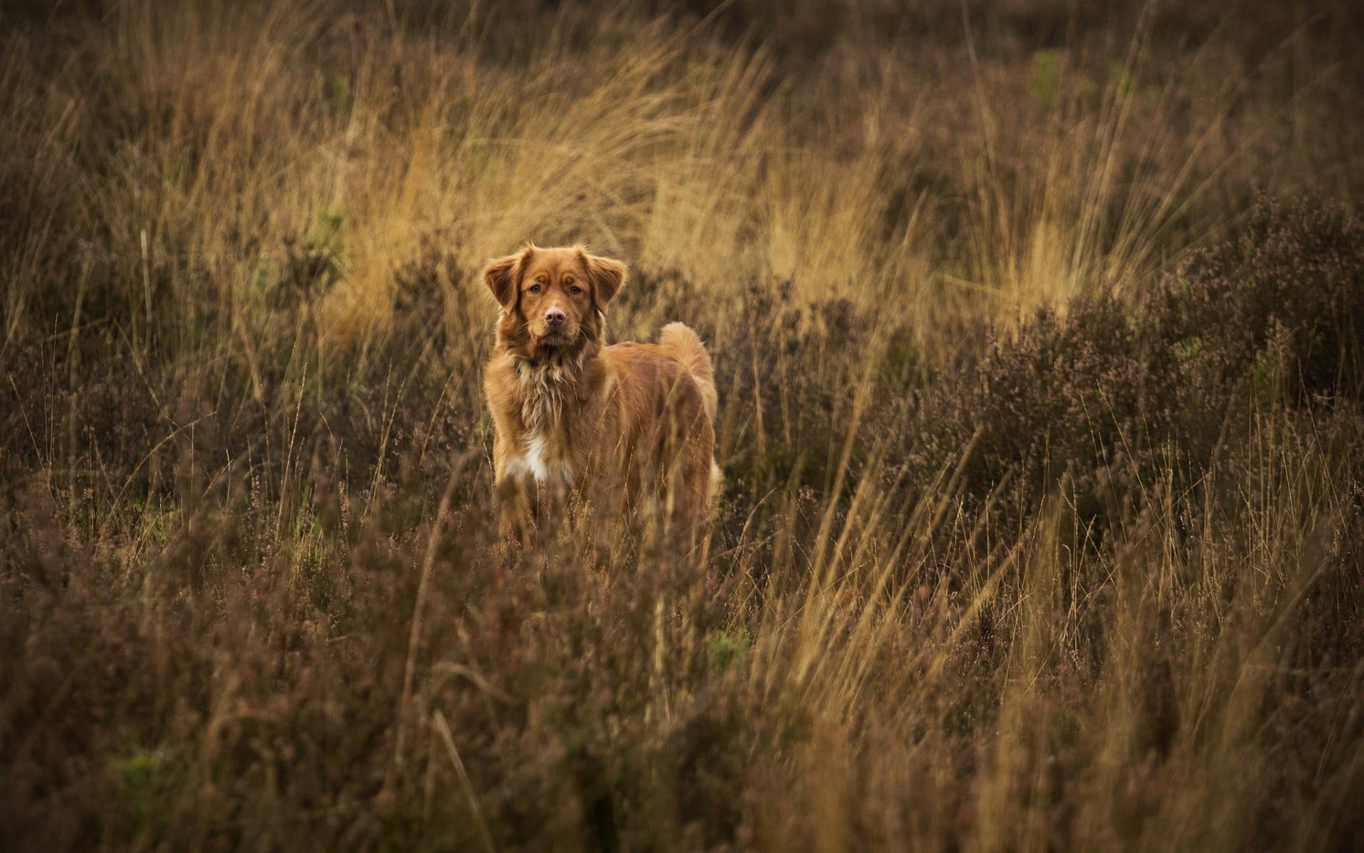 brown, portrait, lion - feline, animal themes, animals, lioness, one animal, grass, mammal, animals in the wild, safari, feline, dog, nature, vertebrate, HD Wallpaper