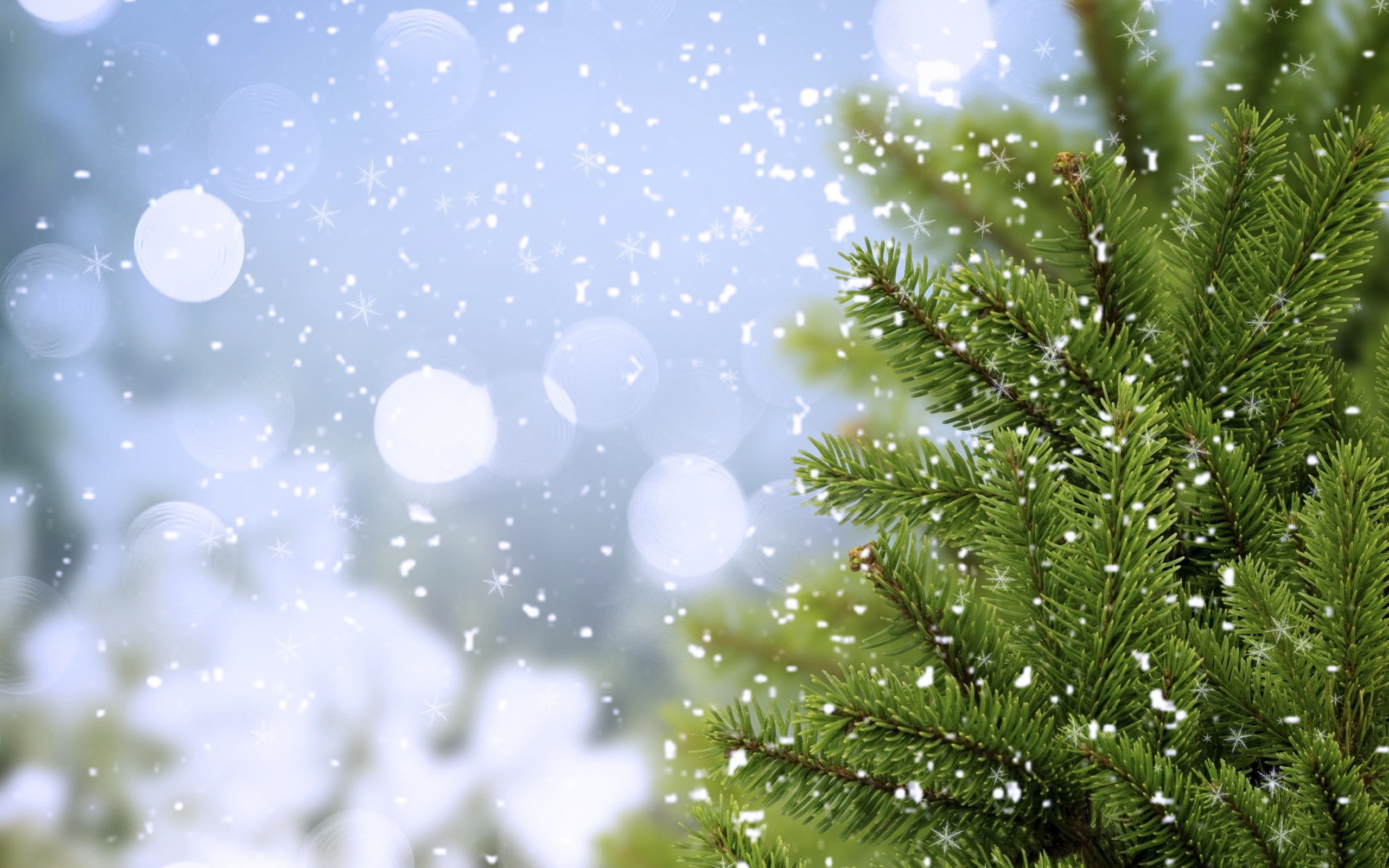trees, 2K, snow flakes, nature, HD Wallpaper