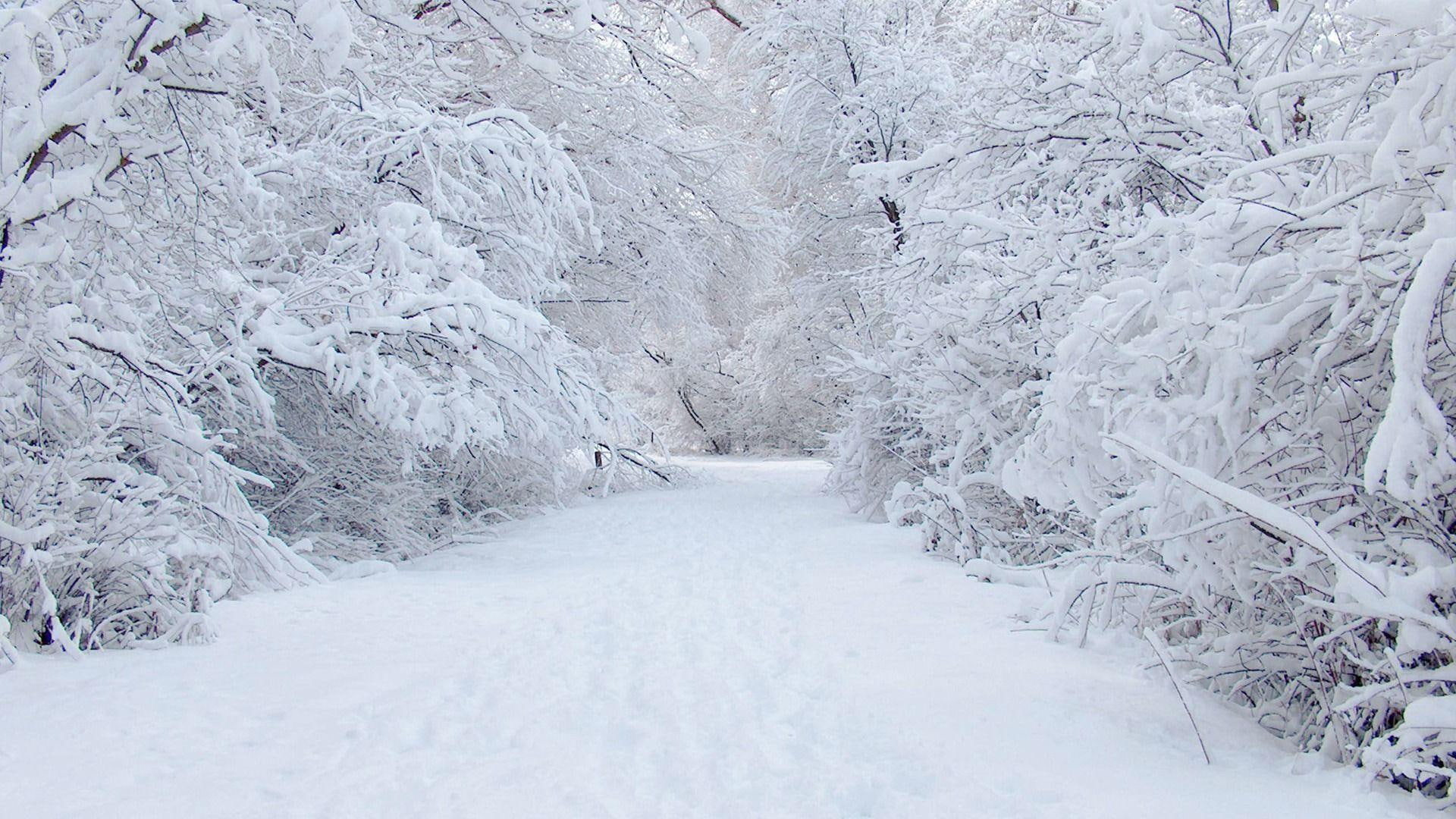 forest, winter, frozen, trees, bright, daylight, cold, flakes, path, perfect, road, 1080P, nature, snow, white, HD Wallpaper