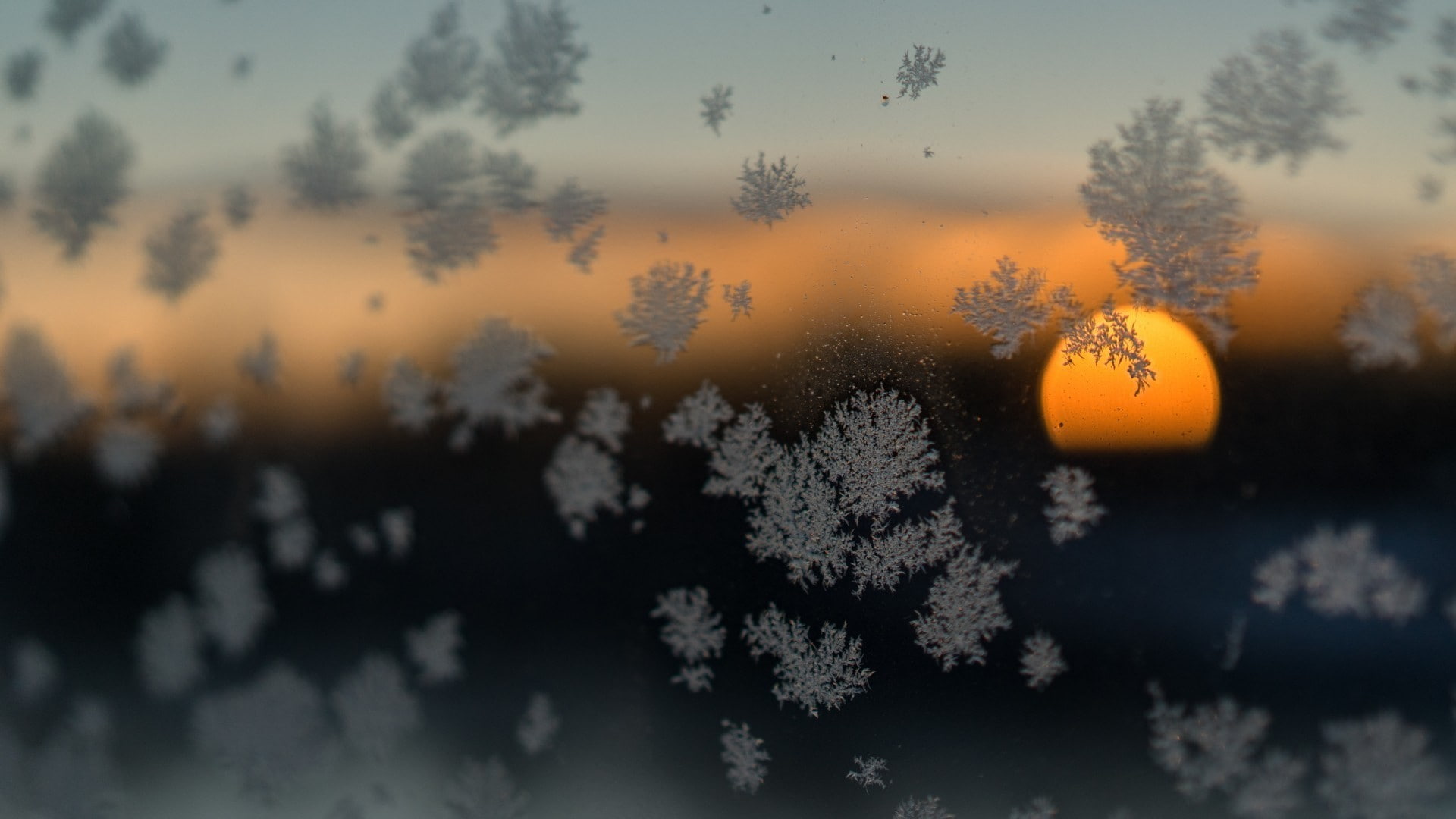 glass, depth of field, no people, sunset, tranquility, land, growth, photography, celebration, winter, nature, pine tree, branch, sky, Sun, beauty in nature, HD Wallpaper