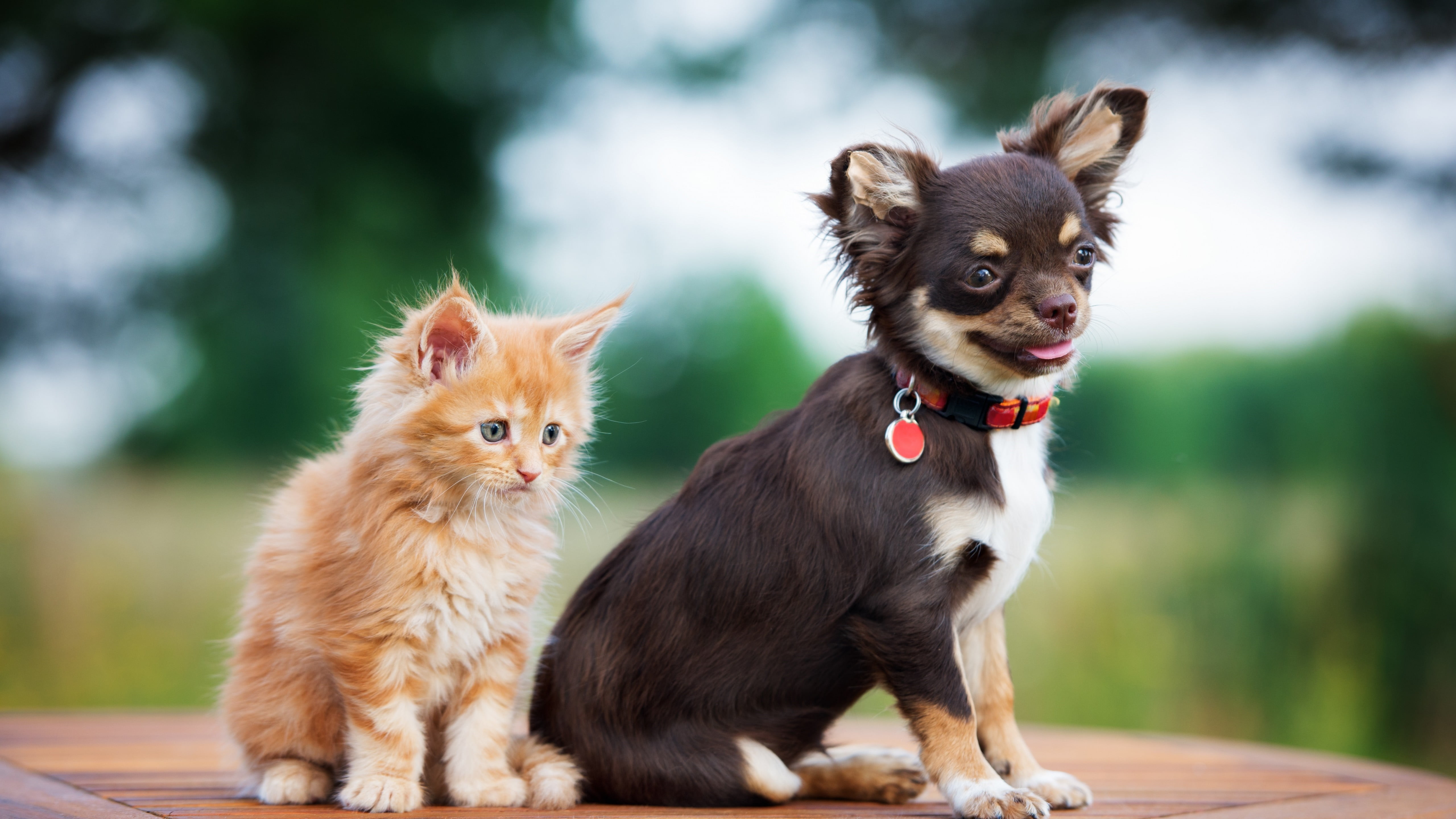 domestic animals, dog breed, chihuahua, no people, young animal, canine, whiskers, group of animals, 5K, cute, looking, cat, mammal, 5k uhd, day, two animals, HD Wallpaper