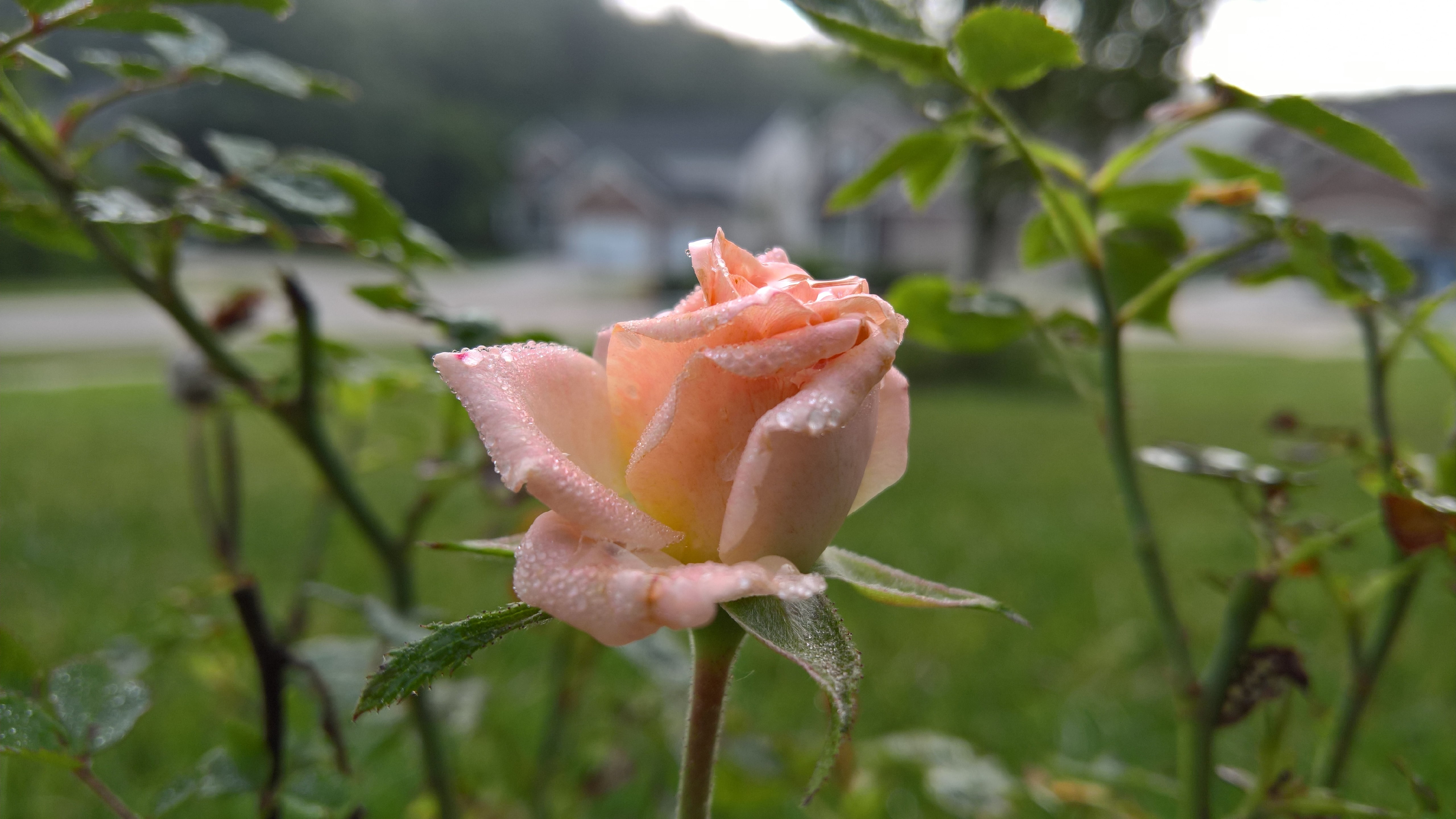 growth, 5K, vulnerability, no people, bud, dew, drop, rose, freshness, flora, 5k uhd, inflorescence, focus on foreground, fragility, flowering plant, nature, HD Wallpaper