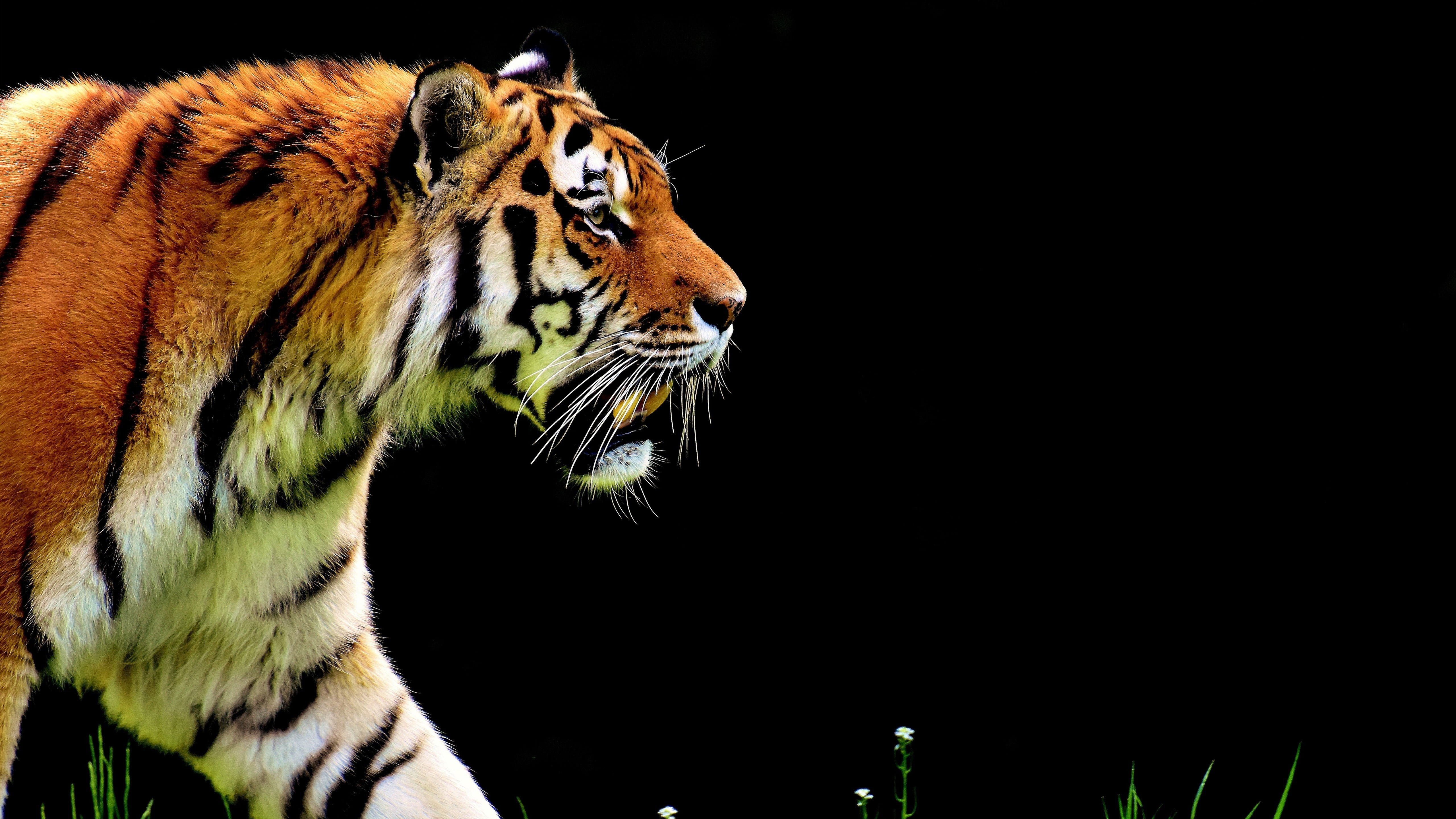 tiger, one animal, zoo, animal themes, 5k, feline, carnivora, whiskers, outdoors, nature, animal head, copy space, undomesticated cat, wildlife, big cat, HD Wallpaper