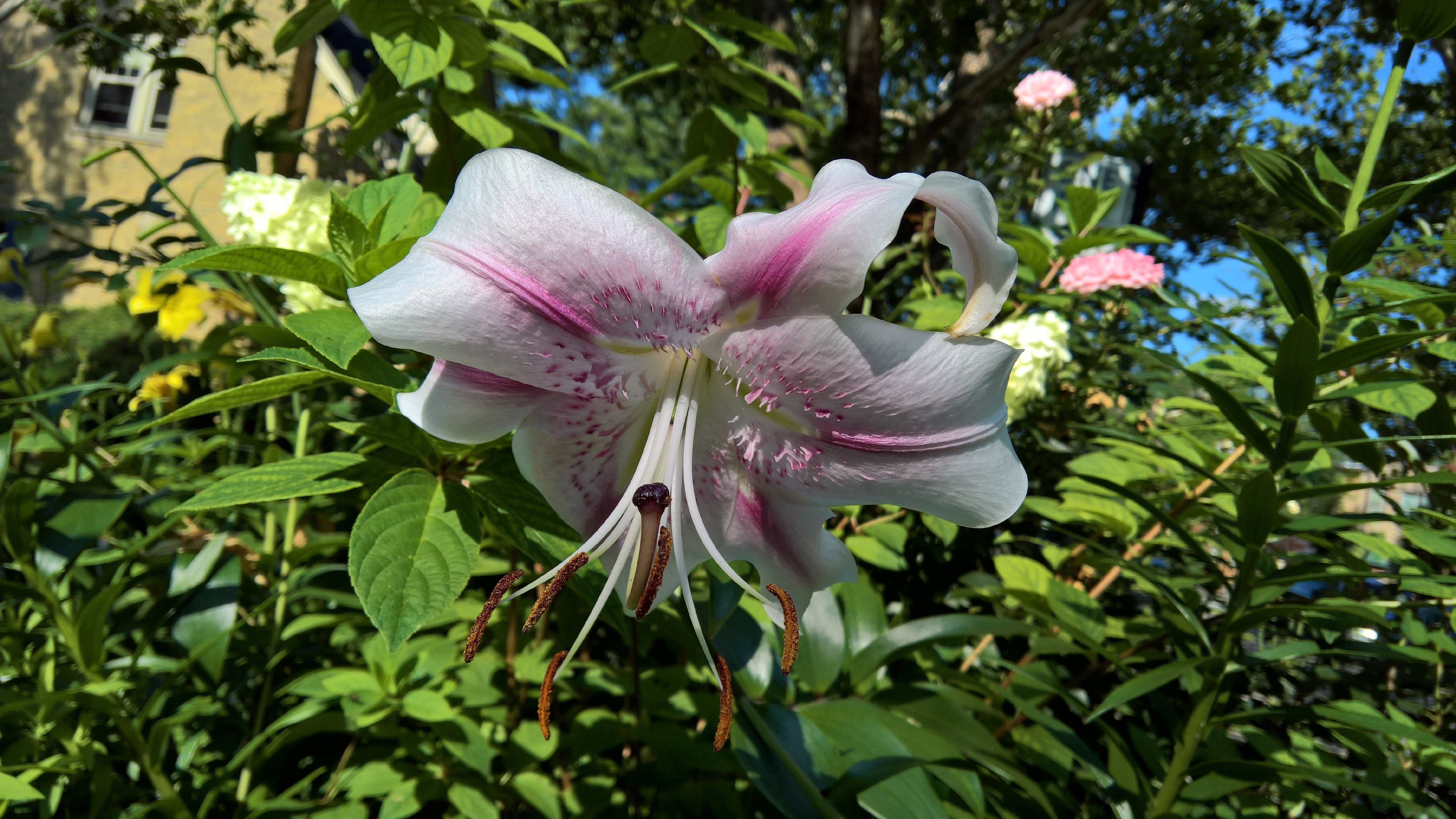 flora, spring, leaf, growth, flowering plant, no people, plant part, 5k, lily, outdoors, green color, plant, springtime, pink color, petal, pollen, flower, HD Wallpaper