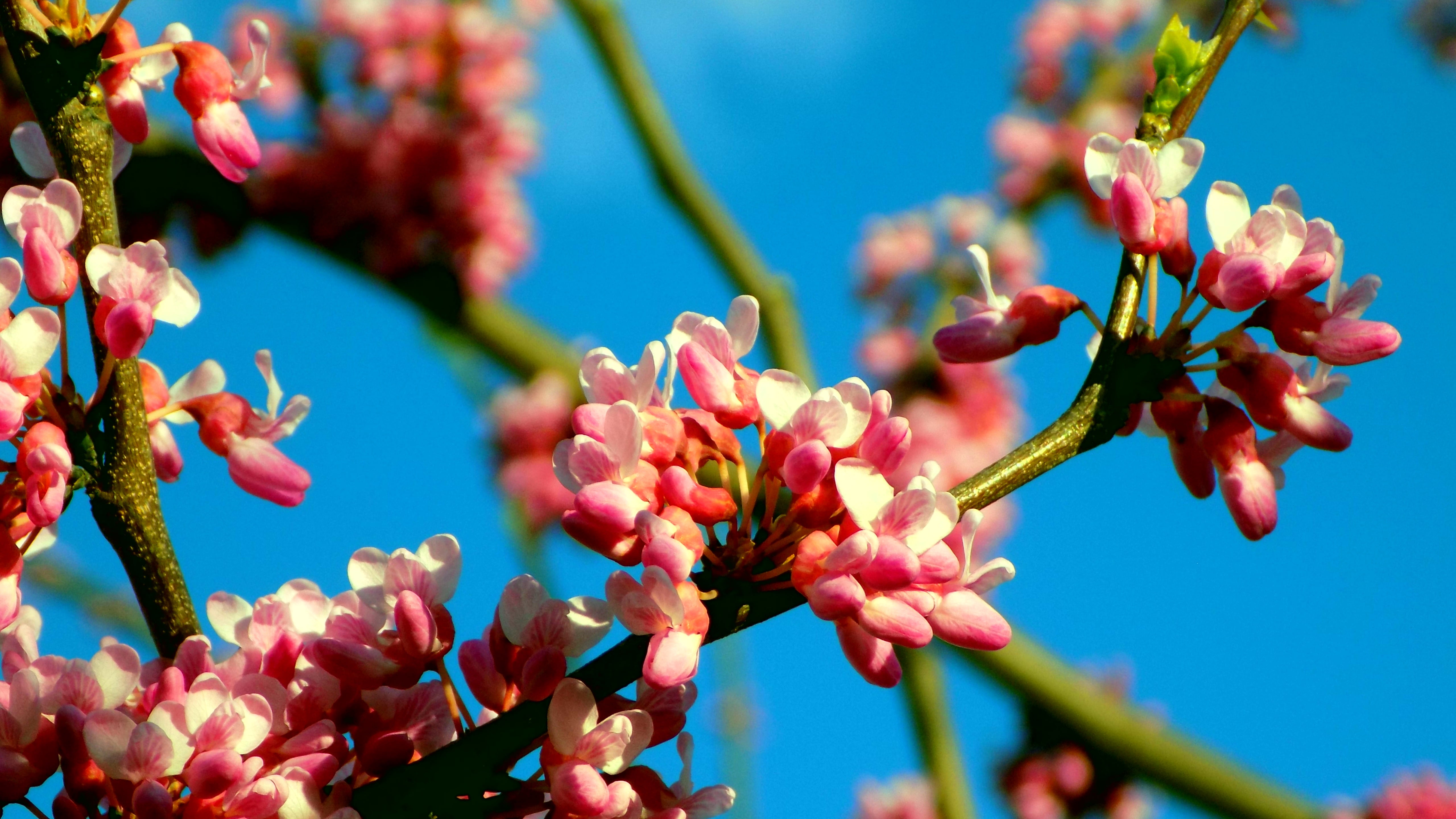 plant, blossom, 5k uhd, close-up, nature, beauty in nature, outdoors, pink color, fragility, day, freshness, 5K, 5k, branch, spring, springtime, red, growth, HD Wallpaper